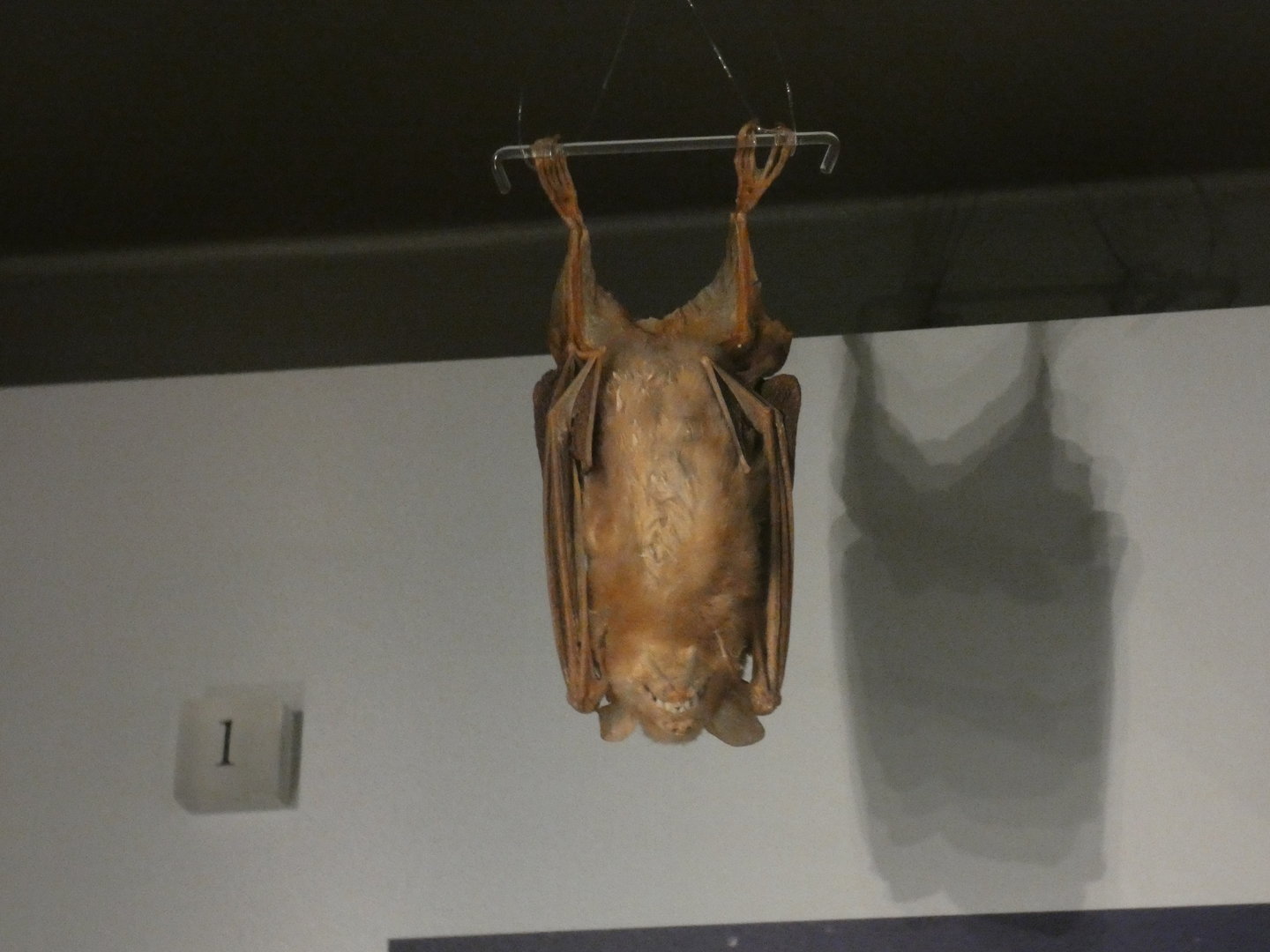 Antillean fruit-eating bat taxidermy