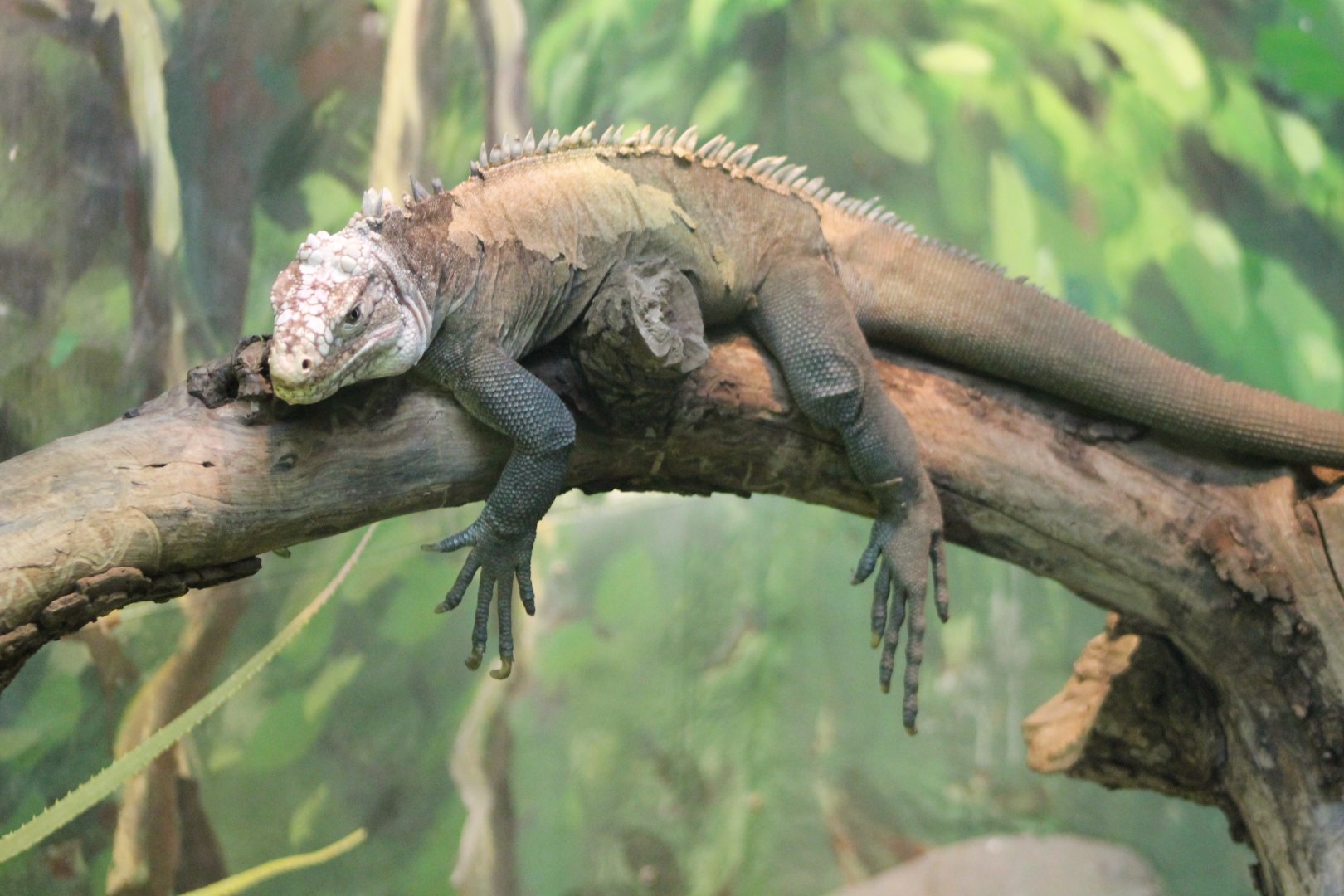 Antillean green iguana