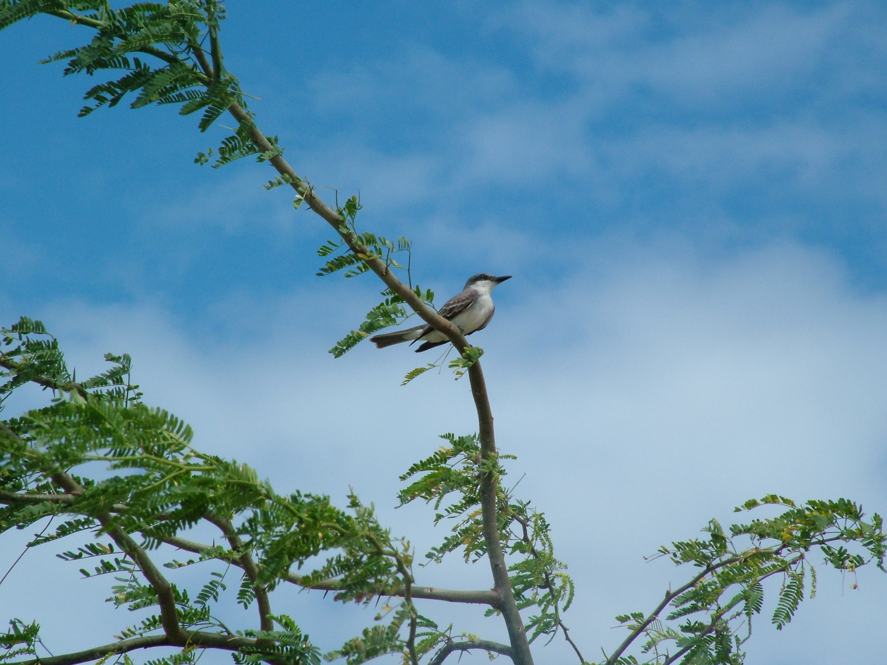 Antillean Grey Kingbird, Antigua, 2007