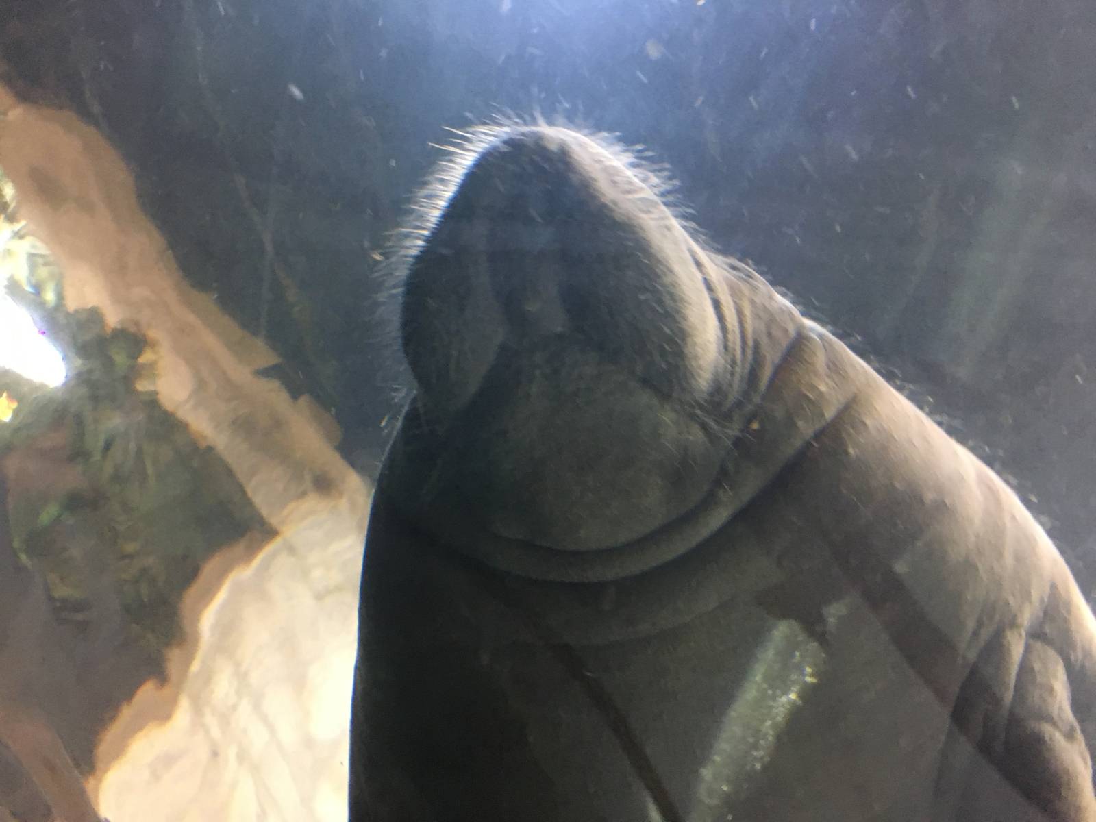 Antillean Manatee 140216