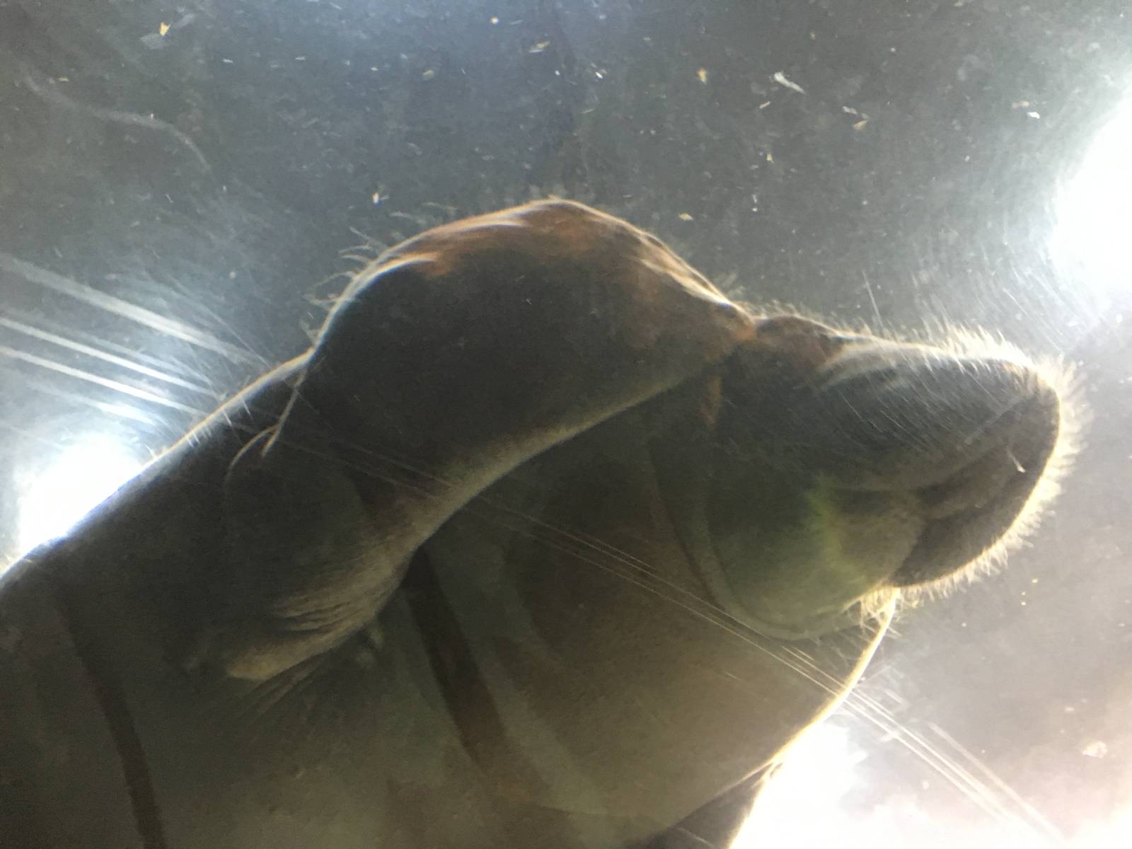 Antillean Manatee 140216