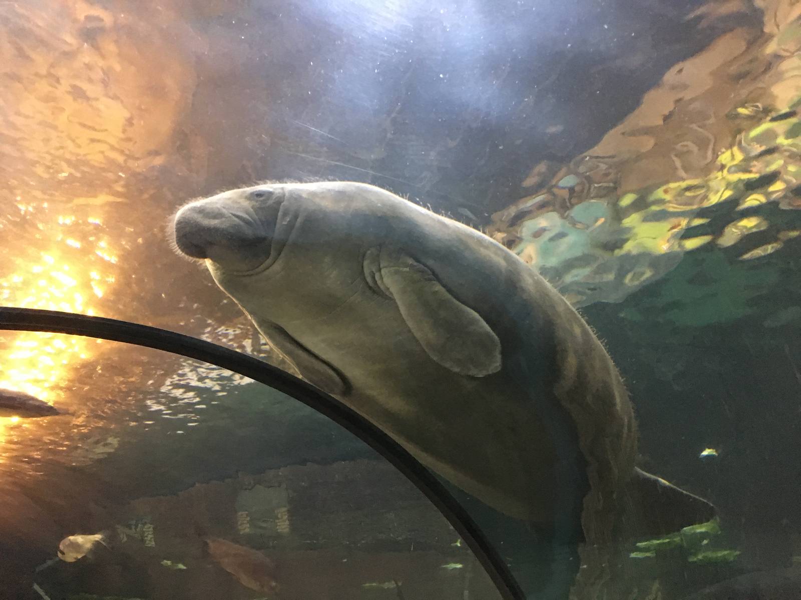 Antillean Manatee 140216