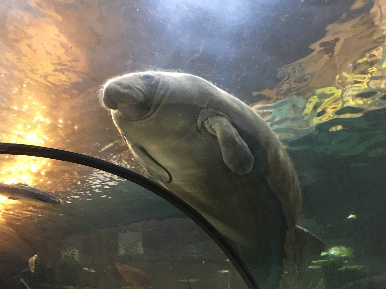 Antillean Manatee 140216