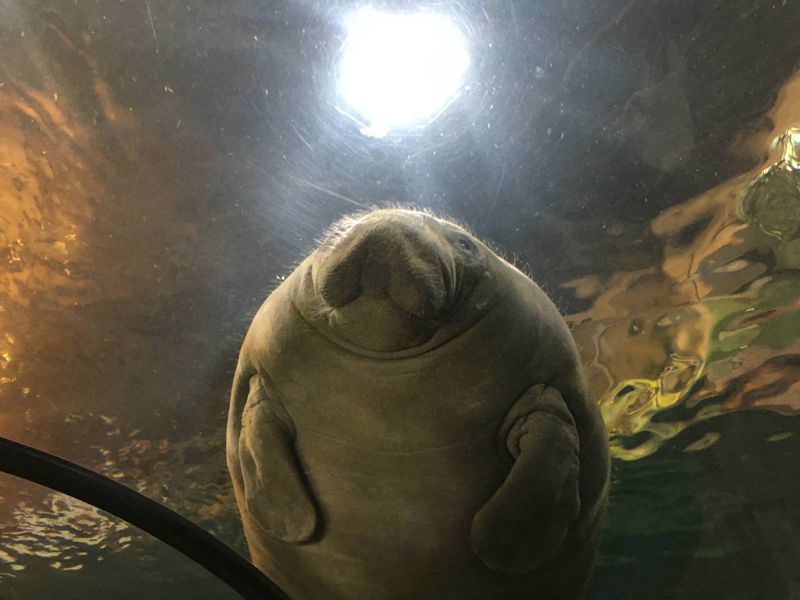 Antillean Manatee 140216