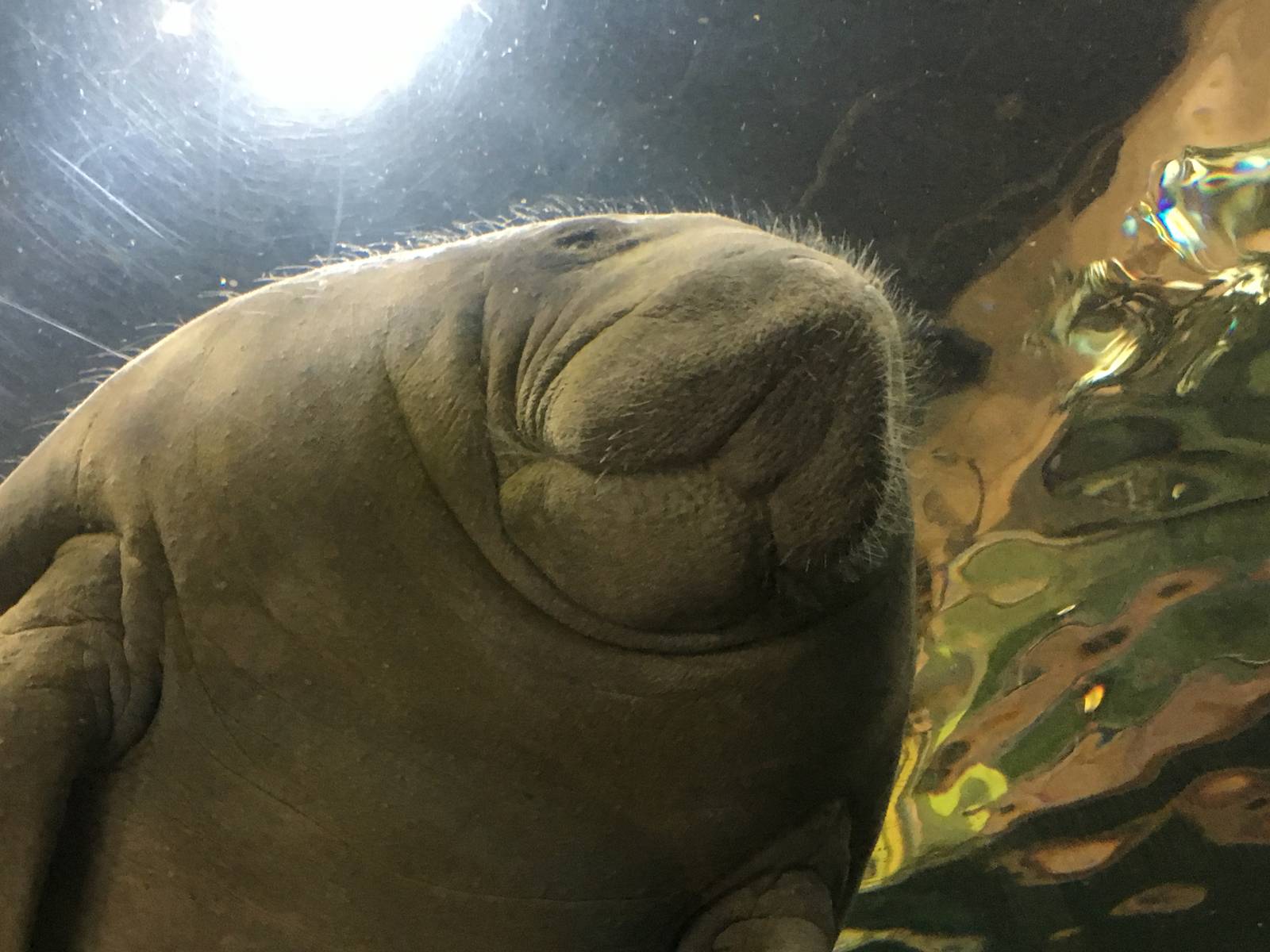 Antillean Manatee 140216