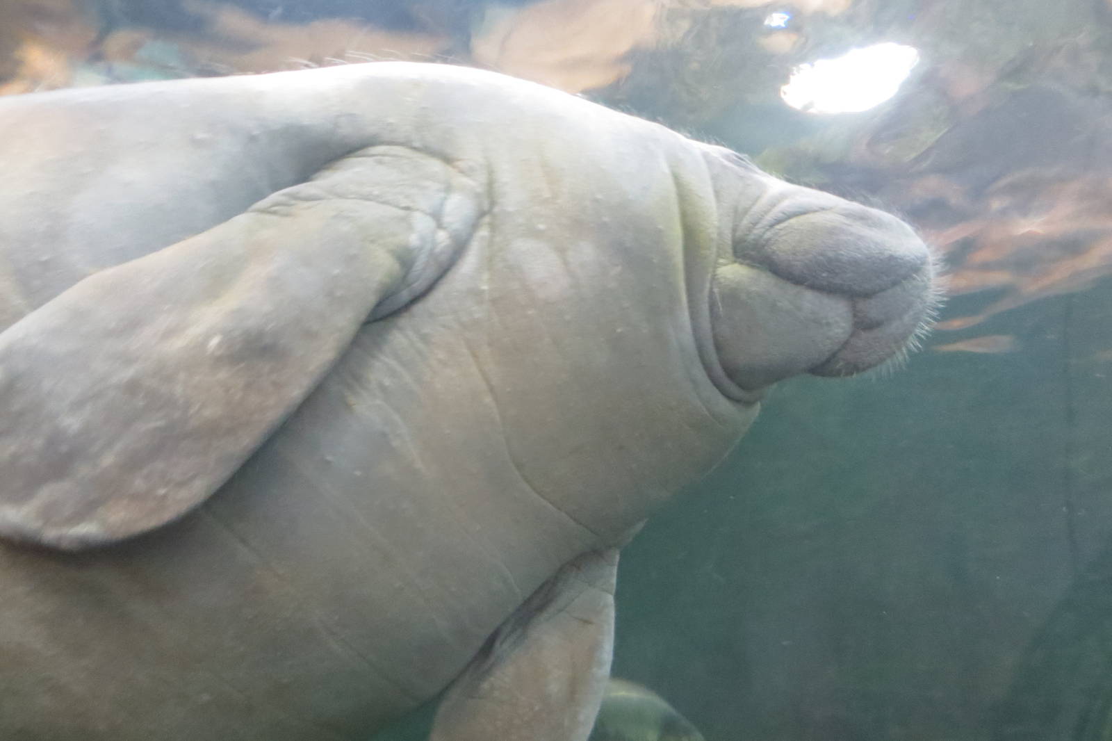 Antillean Manatee 140216