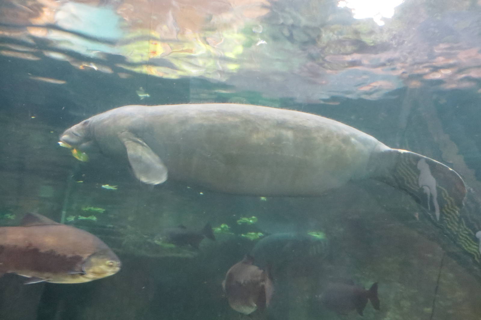 Antillean Manatee 140216