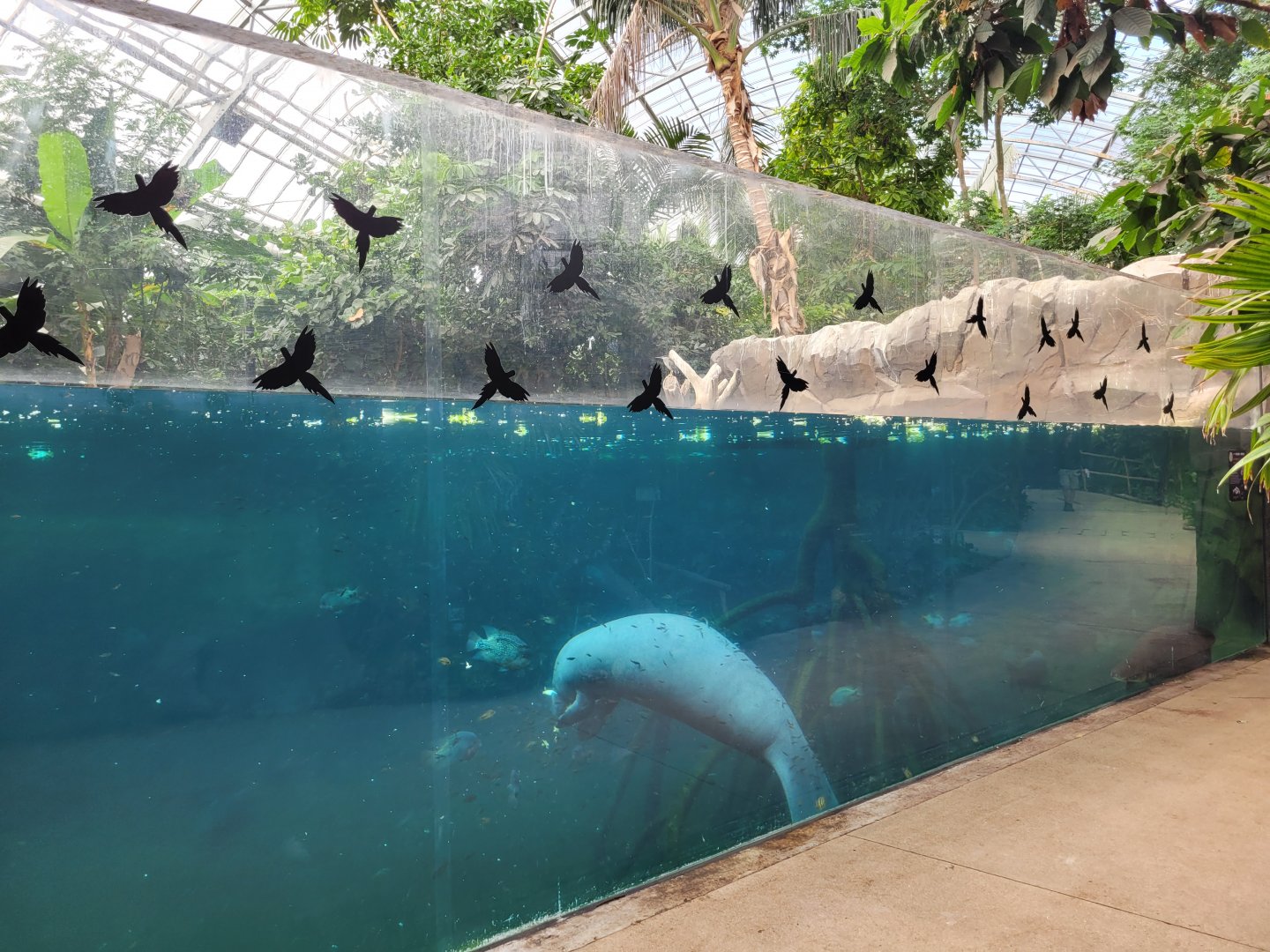 Antillean manatee and fish exhibit -Parc Zoologique de Paris (2022)