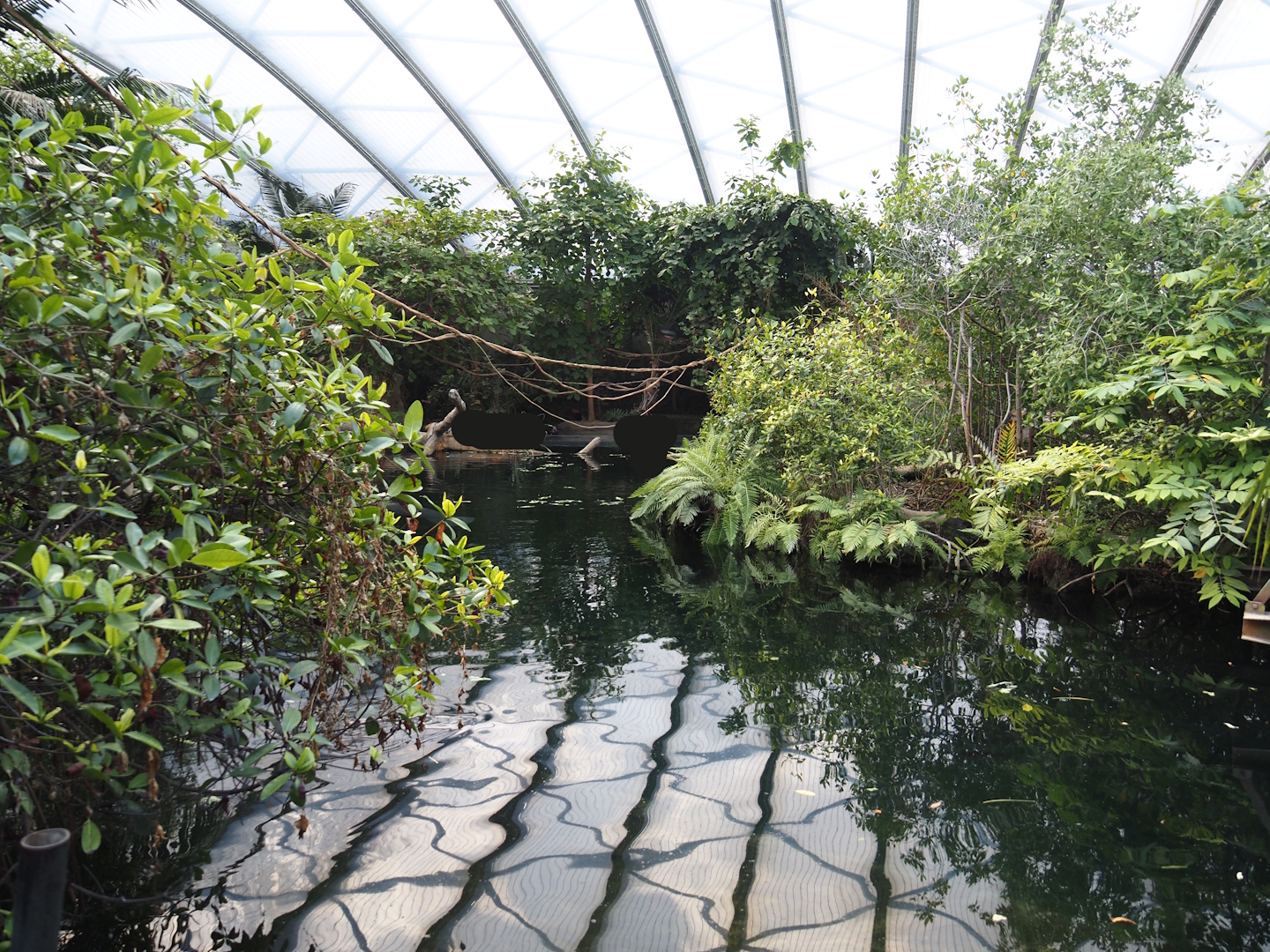 Antillean manatee and fish pool, 2025-05-17