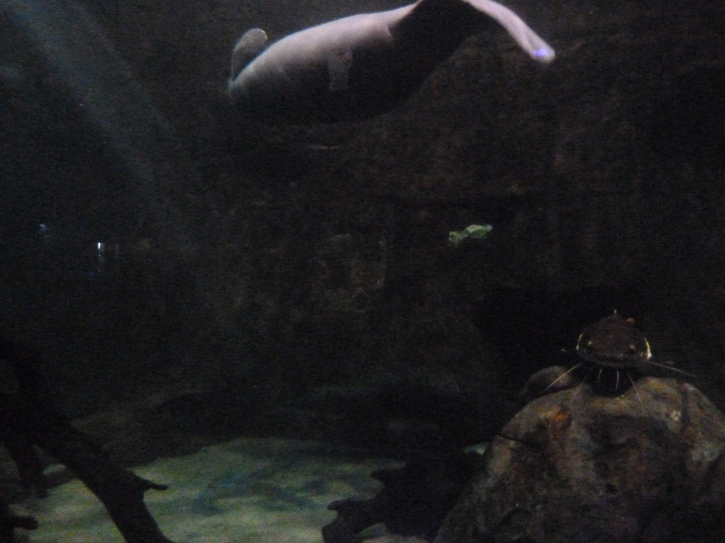 Antillean manatee and large fish tank -Faunia (2025)