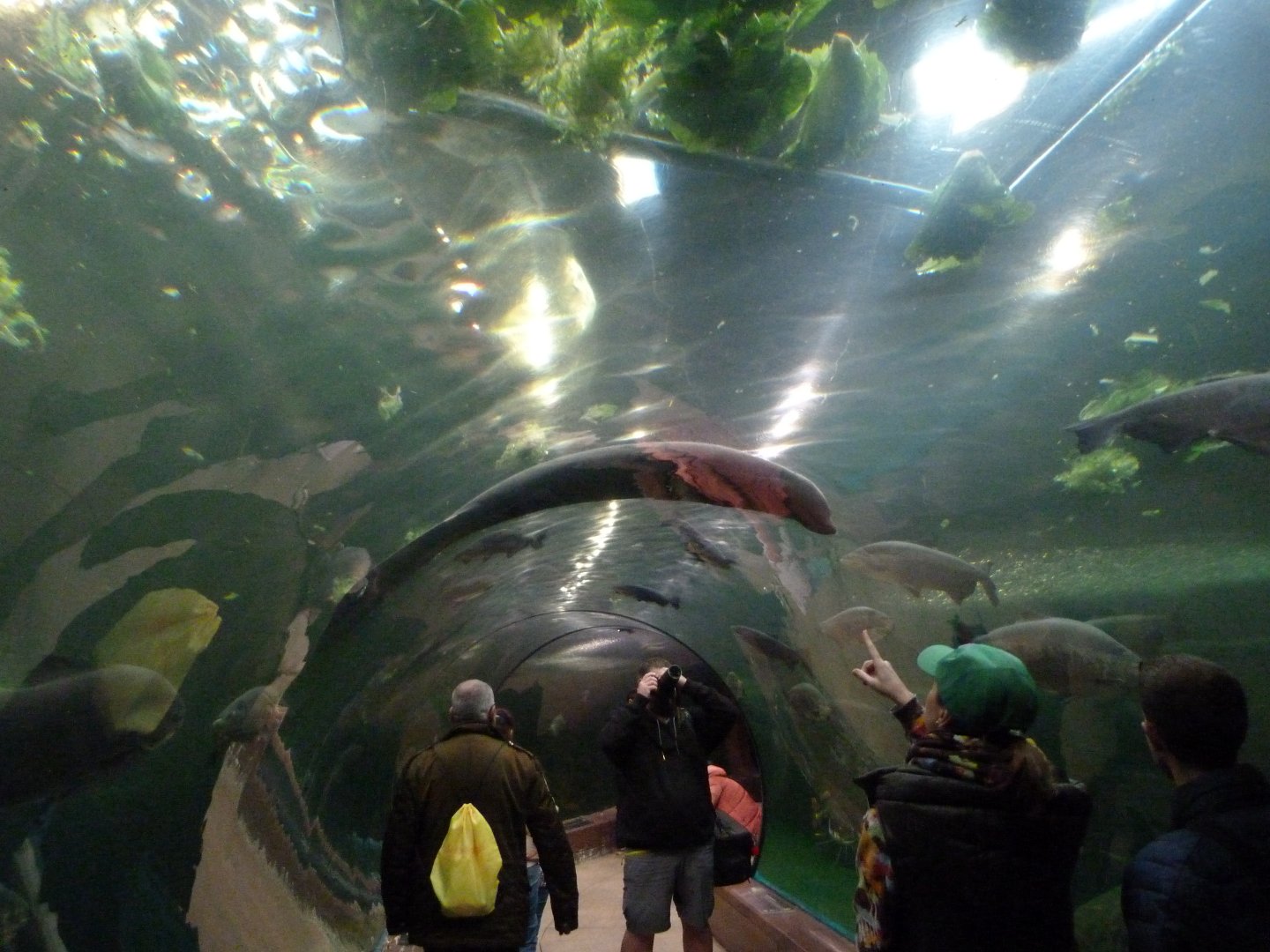 Antillean manatee and large fish underwater tunnel -Faunia (2025)