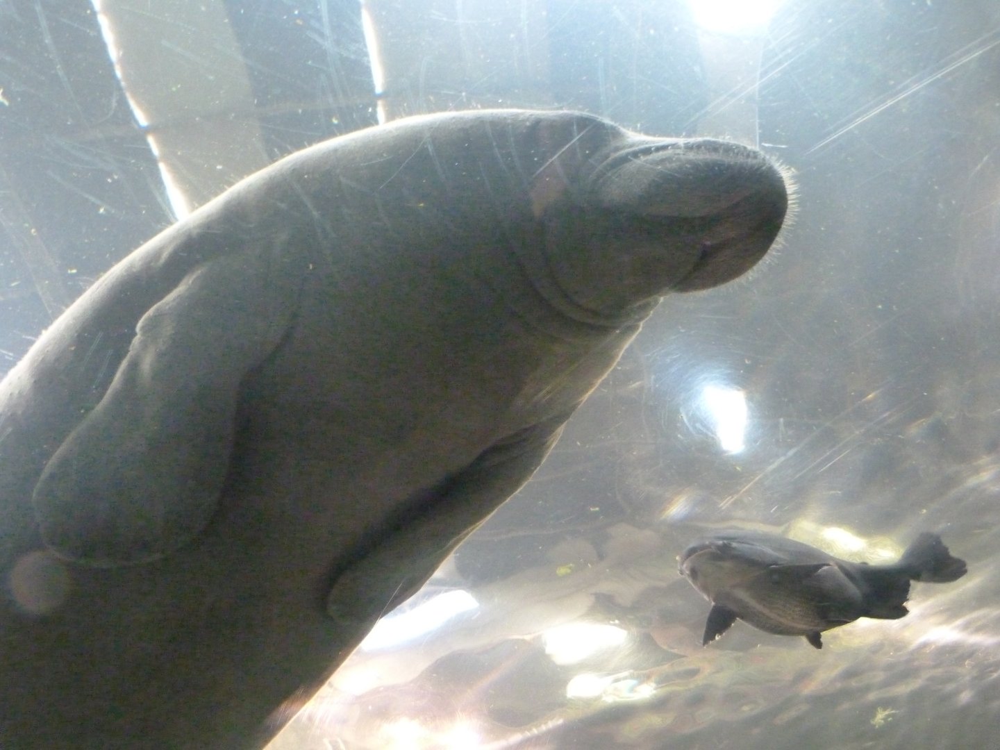 Antillean manatee and Pacu -Faunia (2025)