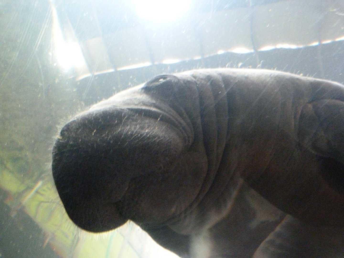 Antillean manatee -Faunia (2025)