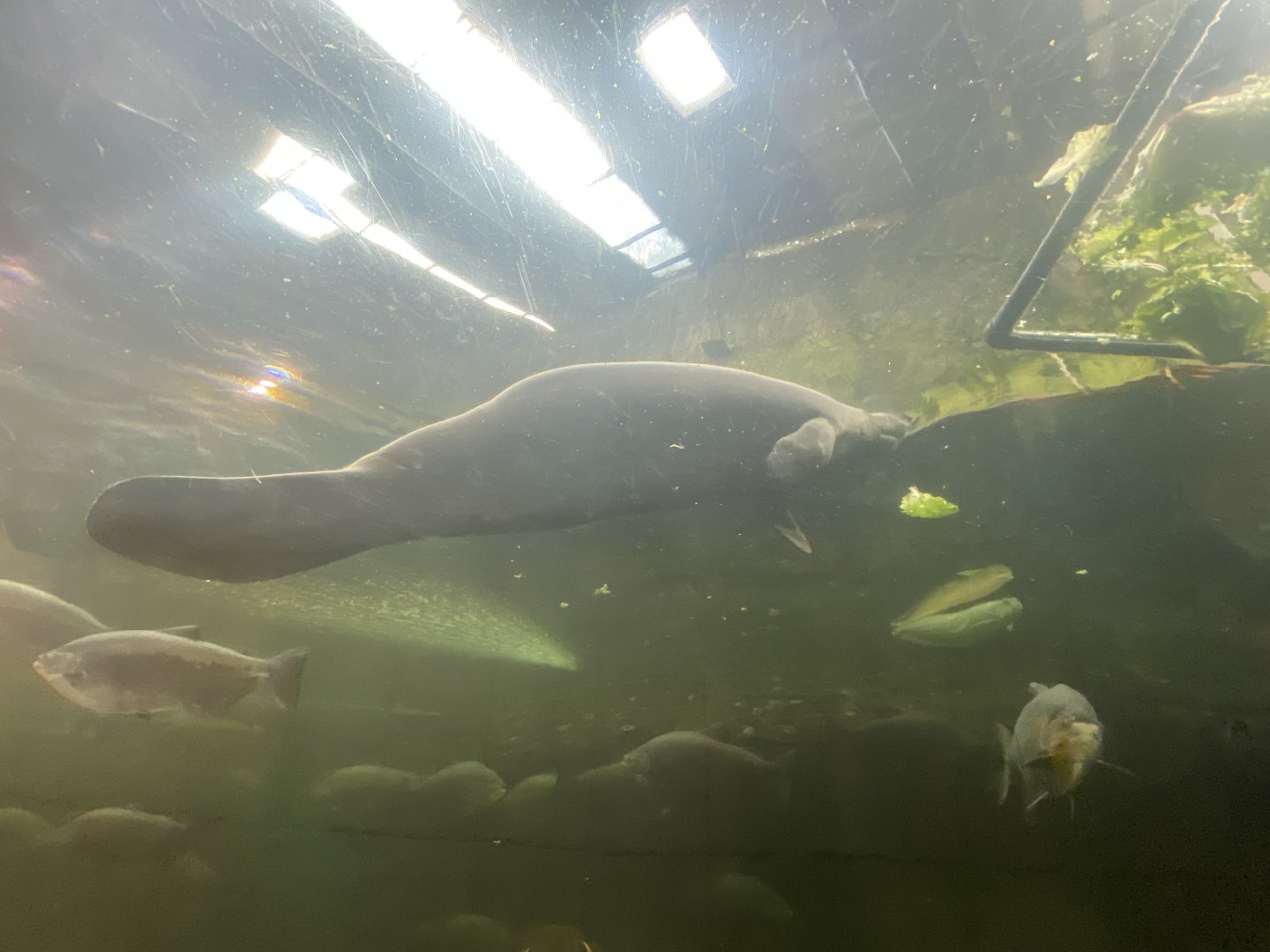 Antillean manatee image 2