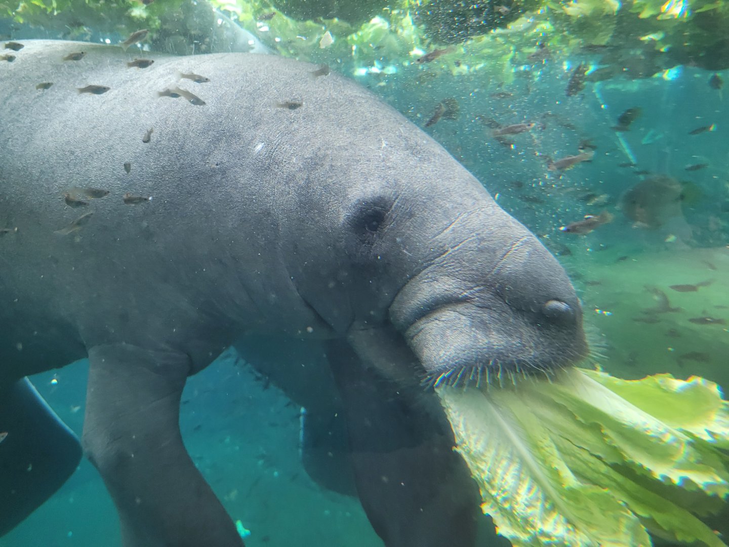 Antillean manatee -Parc Zoologique de Paris (2022)