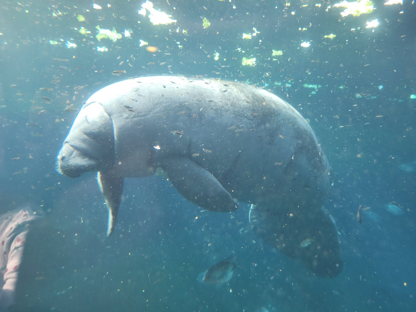 Antillean manatee -Parc Zoologique de Paris (2022)