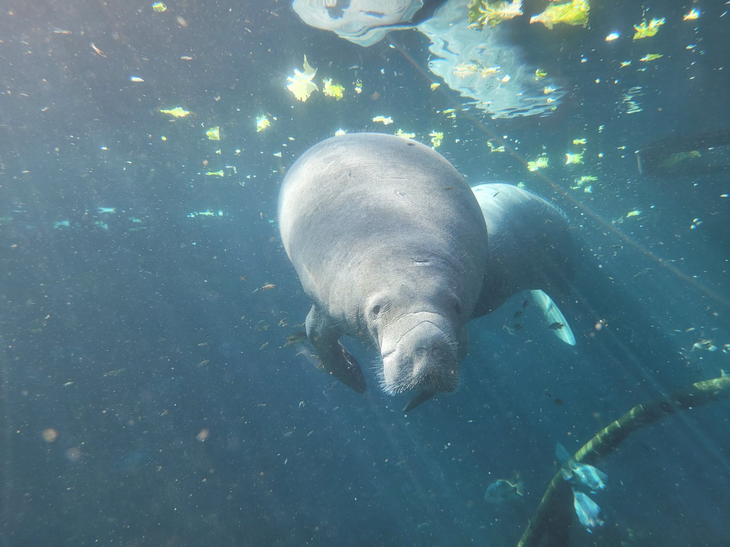Antillean manatee -Parc Zoologique de Paris (2022)