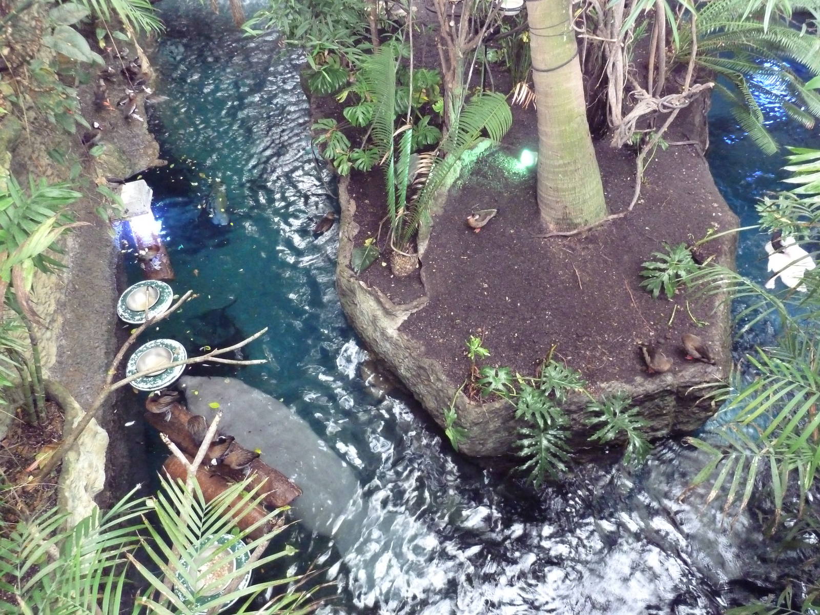 Antillean Manatee Pool - Overview