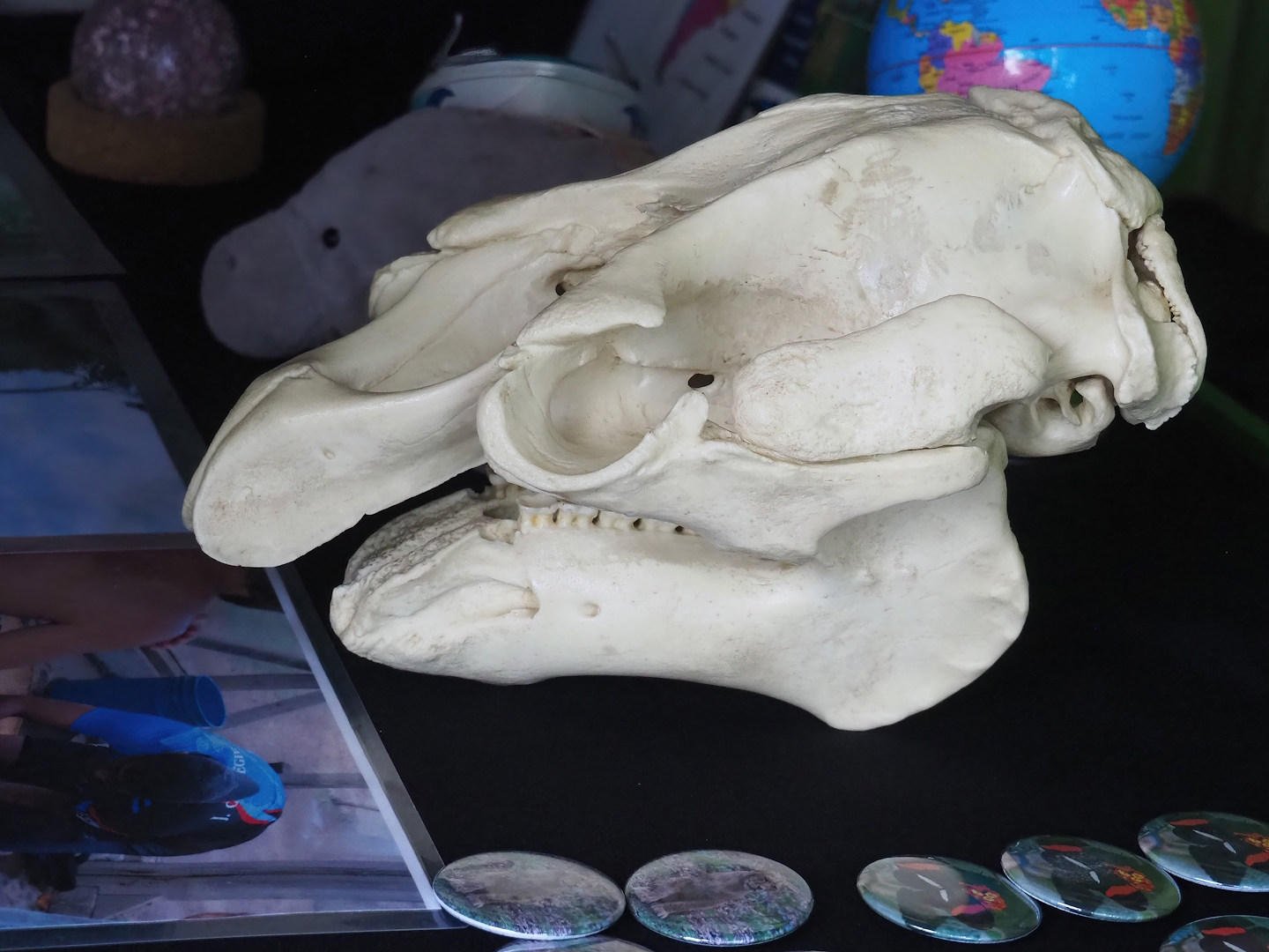 Antillean manatee skull on education table, 2023-10-07