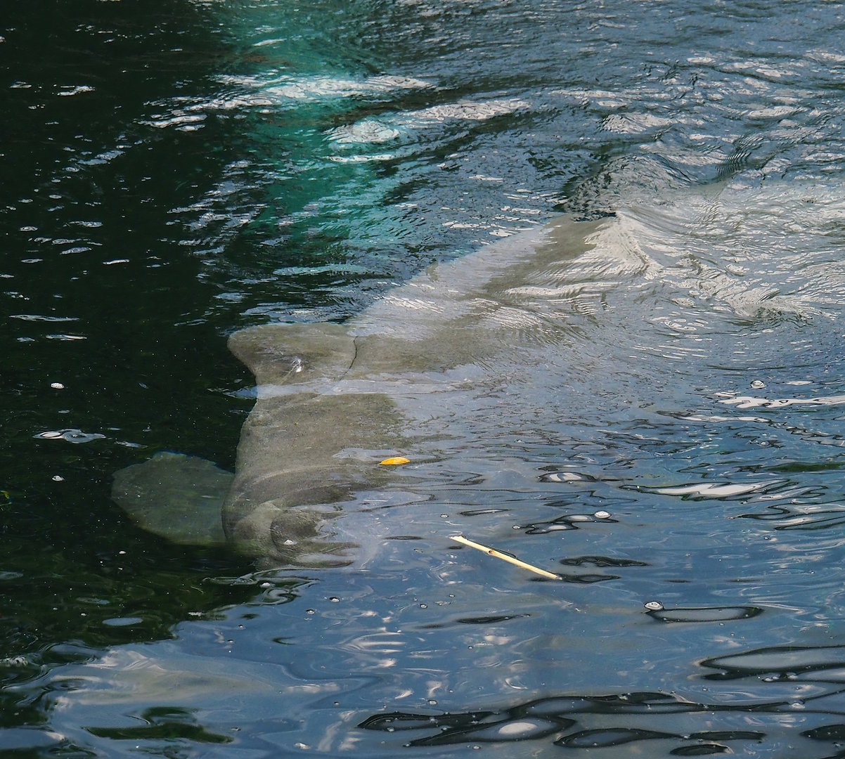 Antillean manatee (Trichechus manatus manatus), 2023-10-07