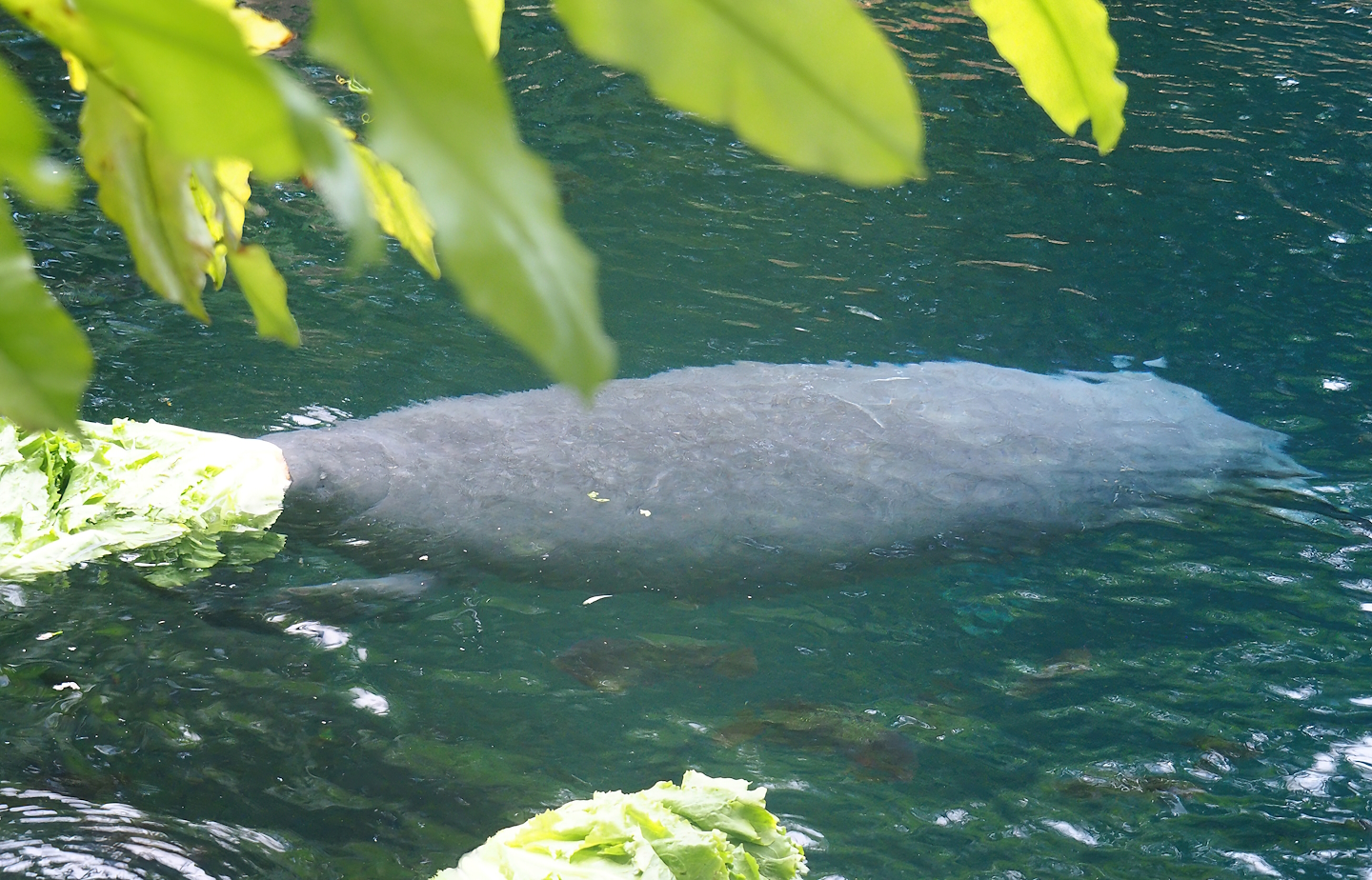 Antillean manatee (Trichechus manatus manatus), 2023-10-07