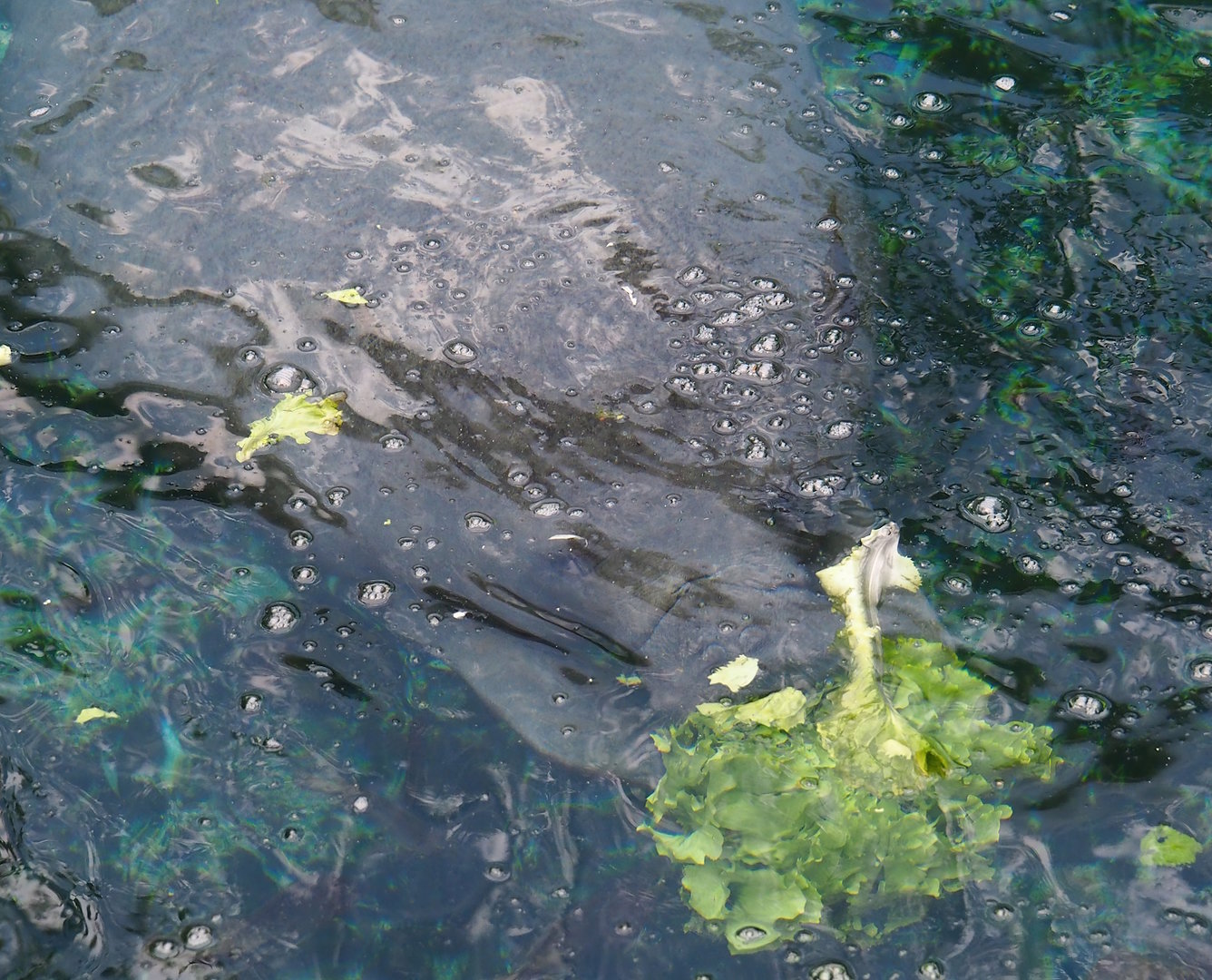 Antillean manatee (Trichechus manatus manatus), 2023-10-07