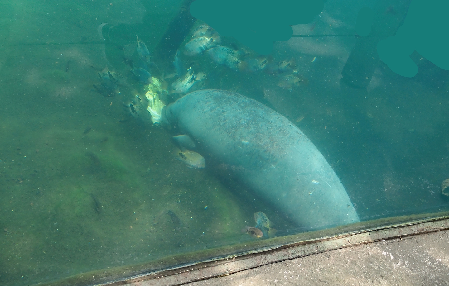 Antillean manatee (Trichechus manatus manatus), 2025-05-17