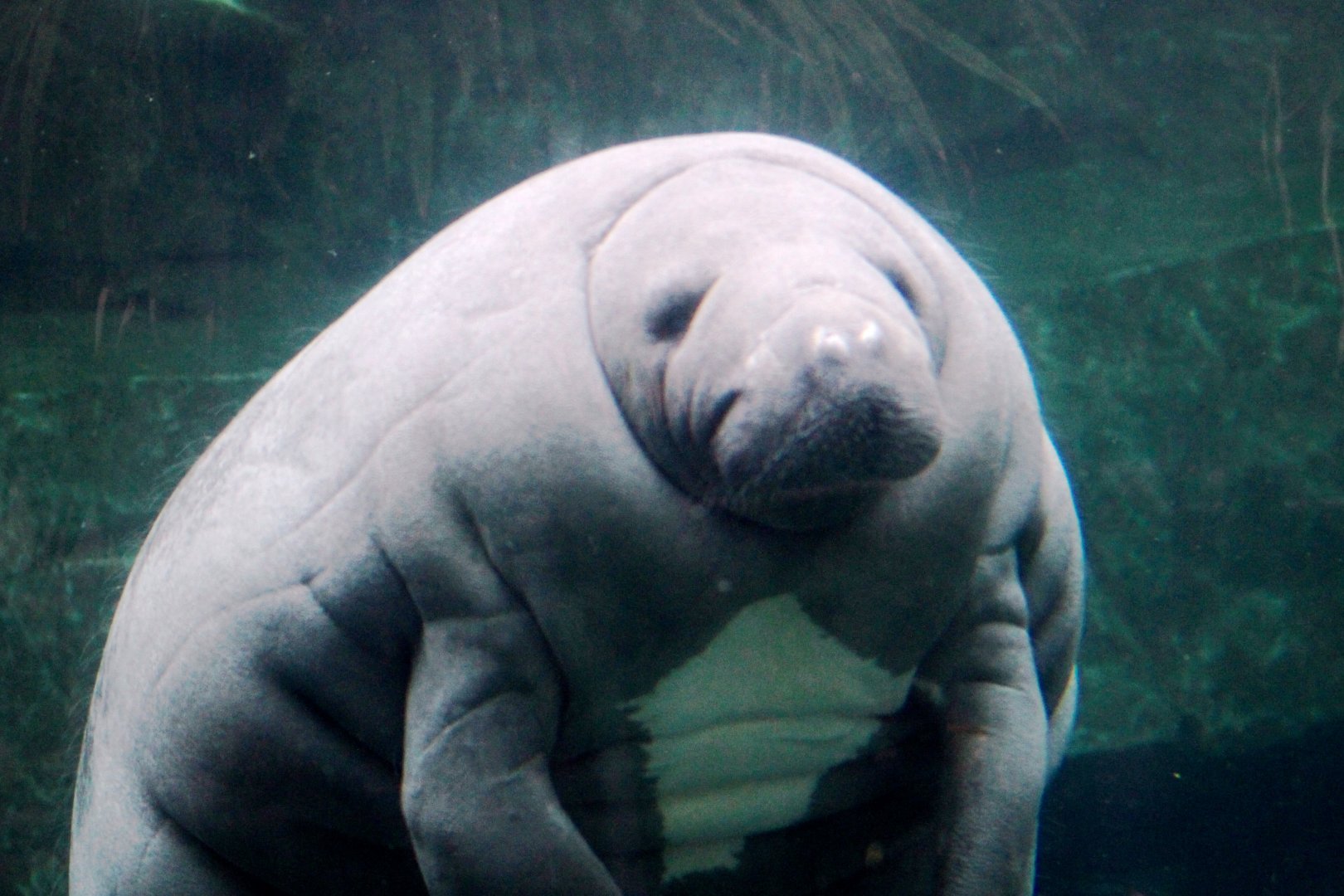 Antillean manatee (Trichechus manatus manatus) at Paris zoological park 25th November 2018