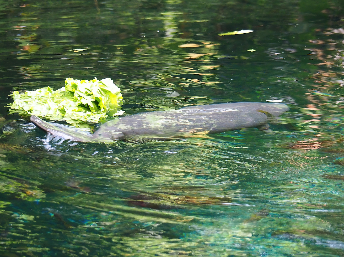 Antillean manatee (Trichechus manatus manatus) calf, 2023-10-07