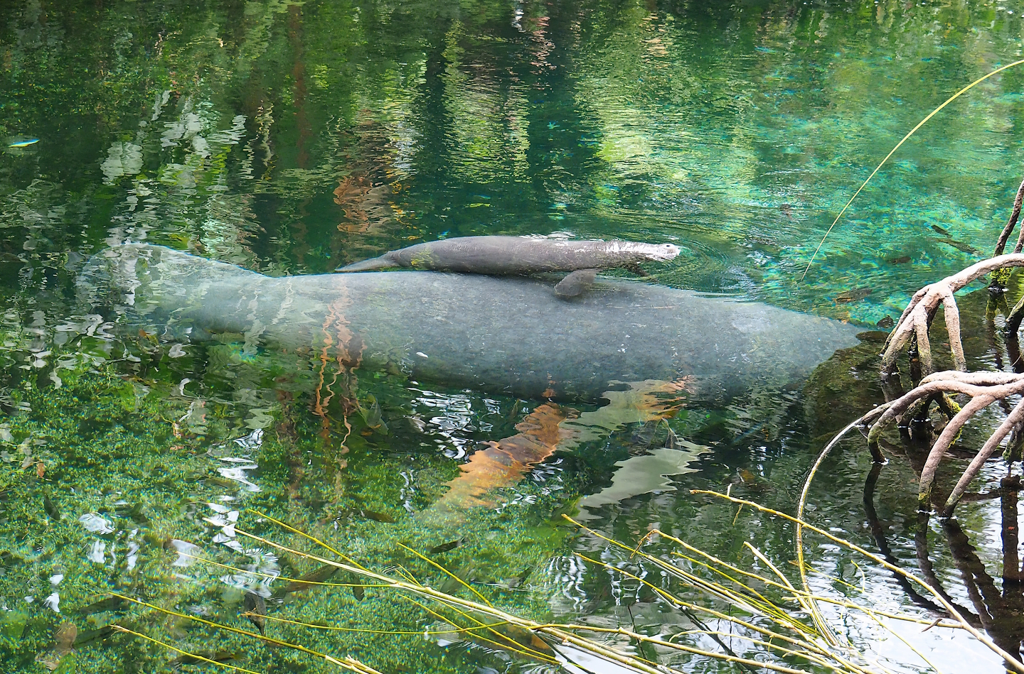 Antillean manatee (Trichechus manatus manatus), female with calf, 2023-10-07