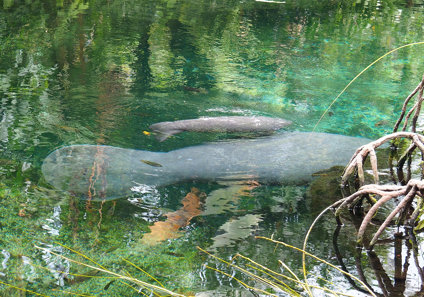 Antillean manatee (Trichechus manatus manatus), female with calf, 2023-10-07