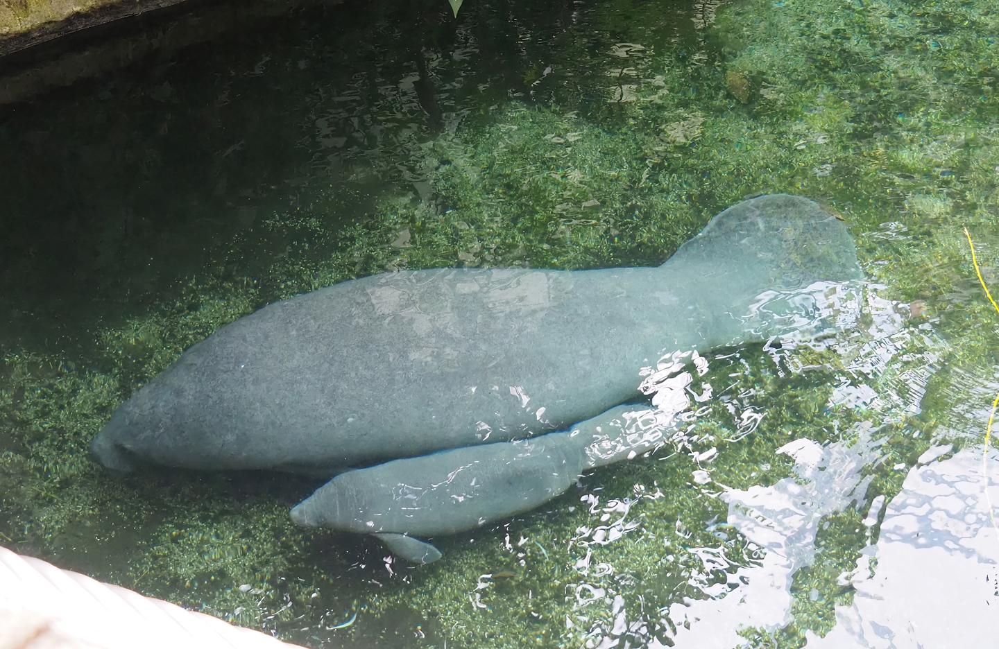 Antillean manatee (Trichechus manatus manatus), female with calf, 2023-10-07