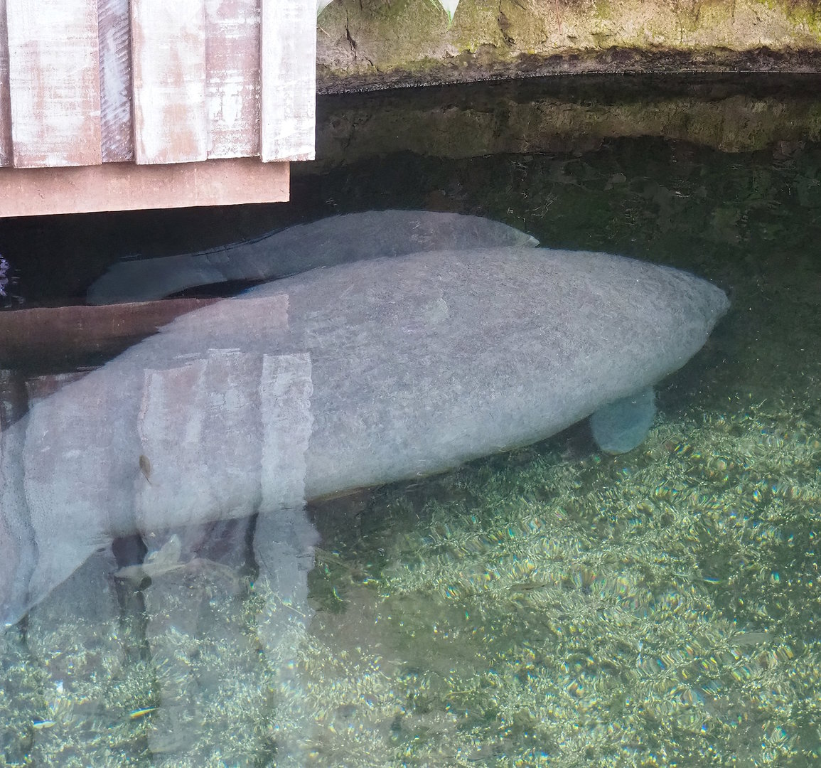 Antillean manatee (Trichechus manatus manatus), female with calf, 2023-10-07