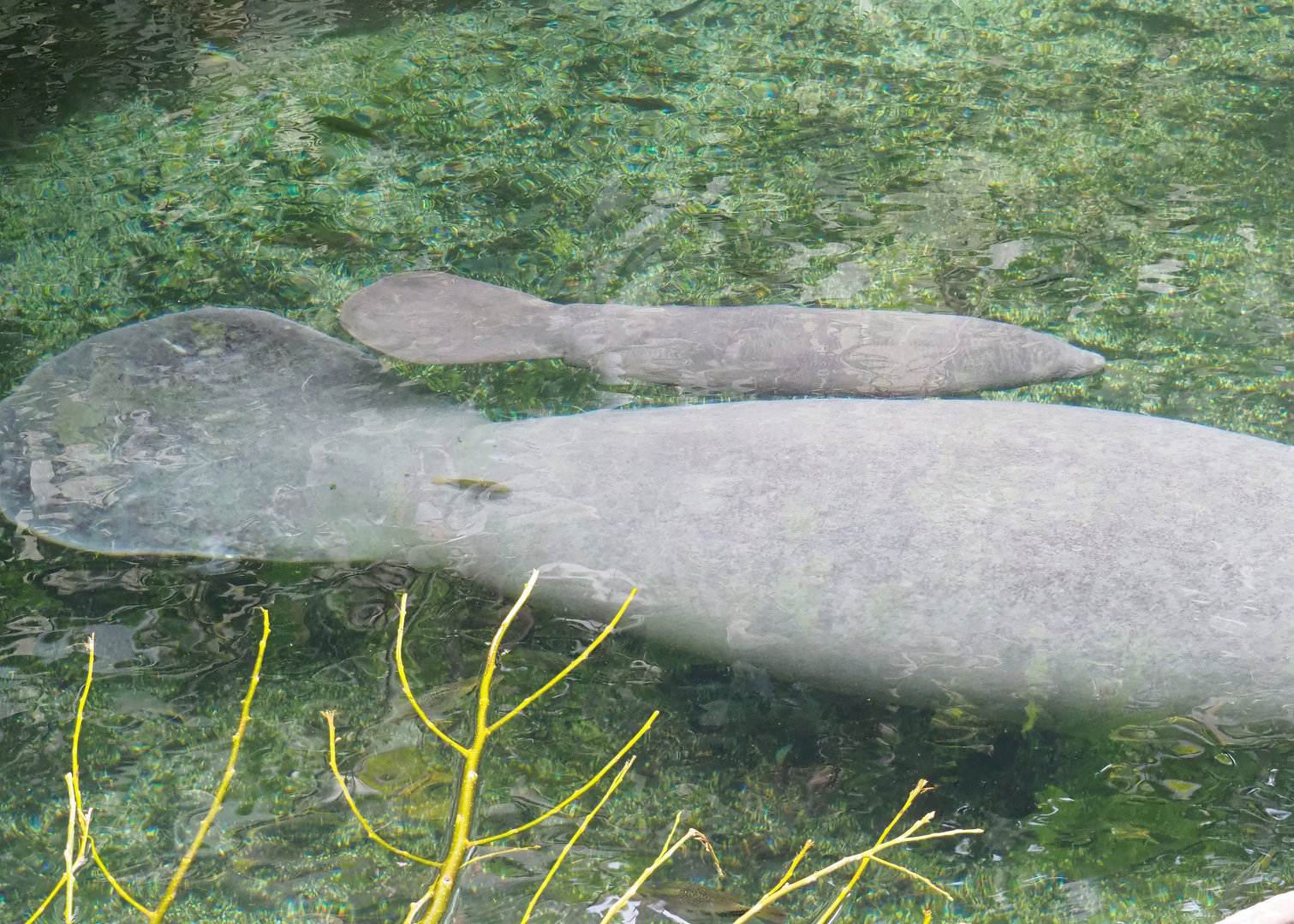 Antillean manatee (Trichechus manatus manatus), female with calf, 2023-10-07