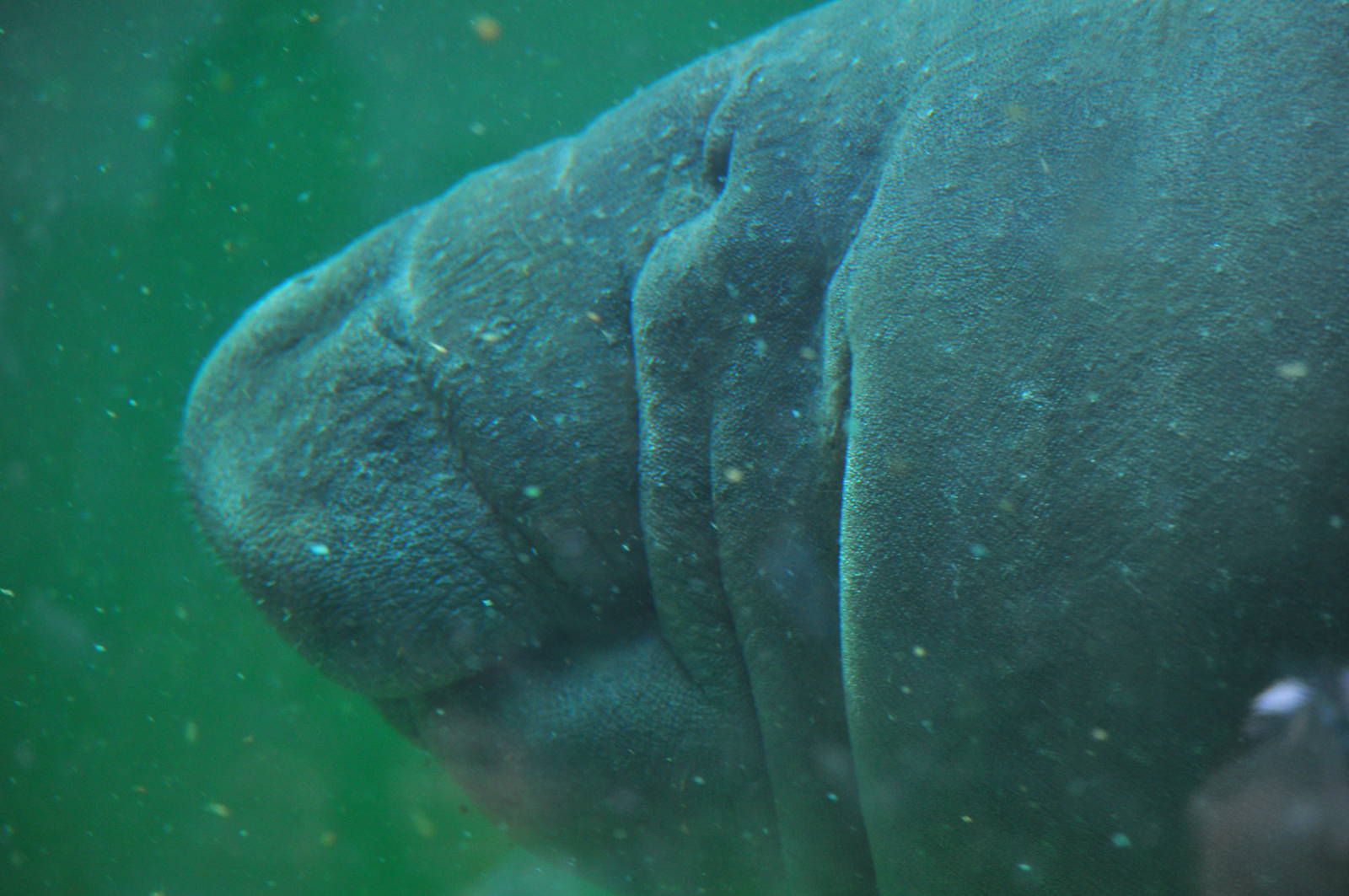Antillean manatee (Trichechus manatus manatus)
