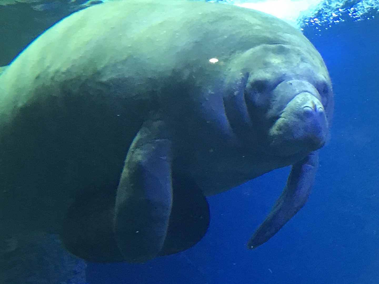 Antillean Manatee (Trichechus manatus manatus)