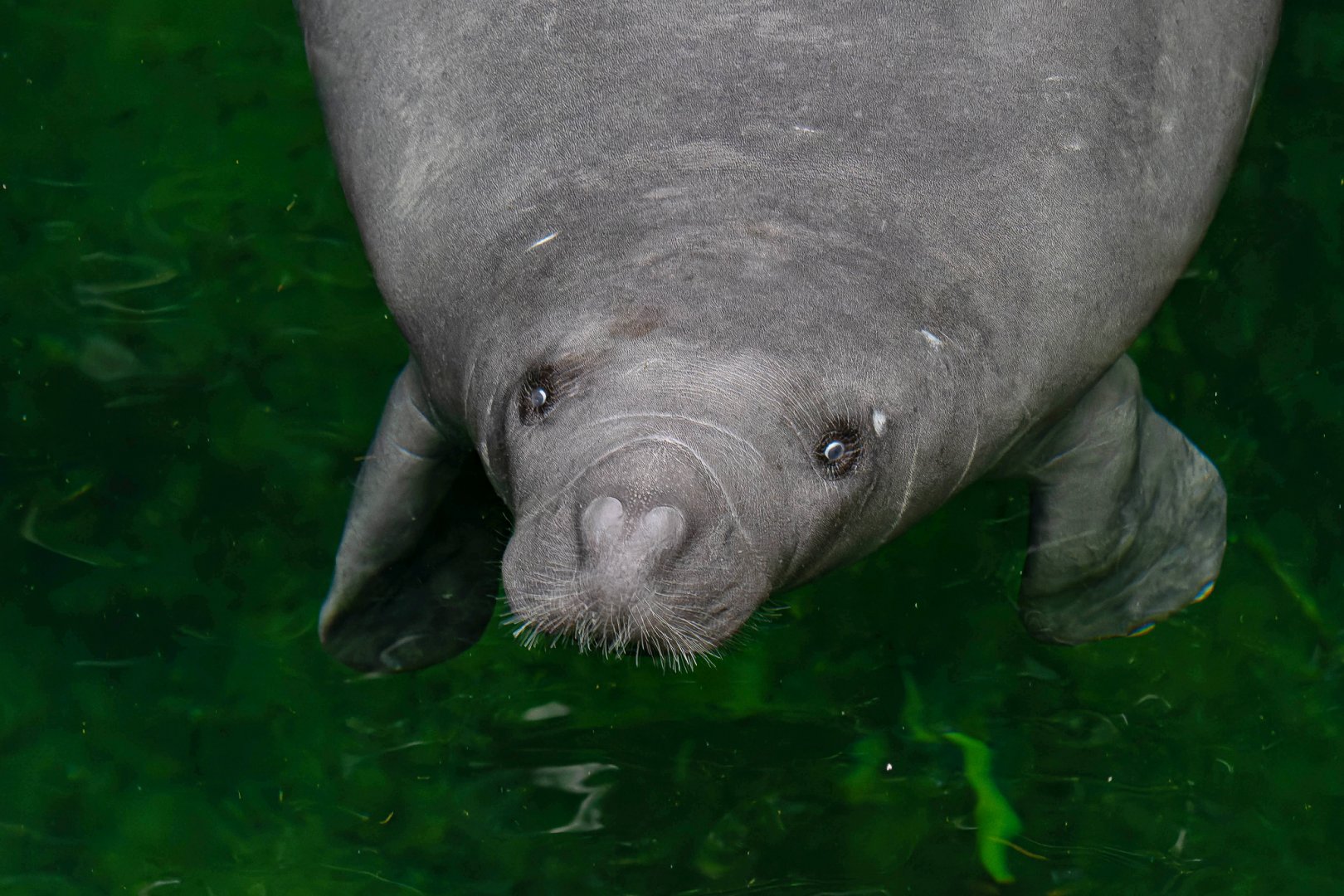 Antillean manatee (Trichechus manatus manatus)