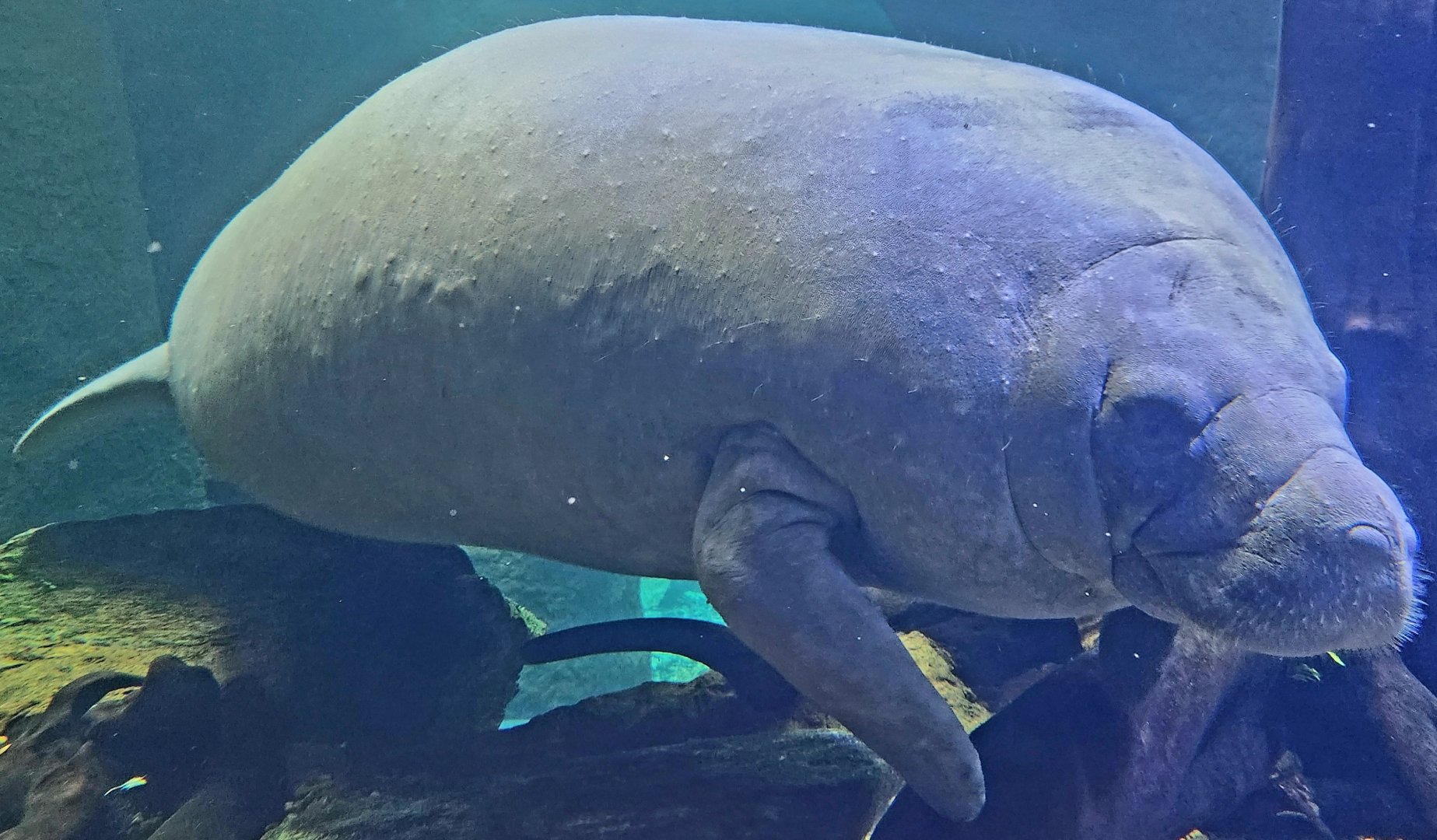 Antillean Manatee (Trichechus manatus manatus)