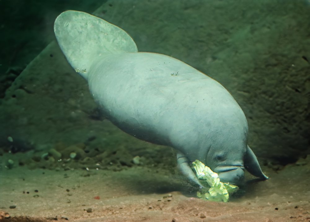 Antillean manatee (Trichechus manatus manatus)