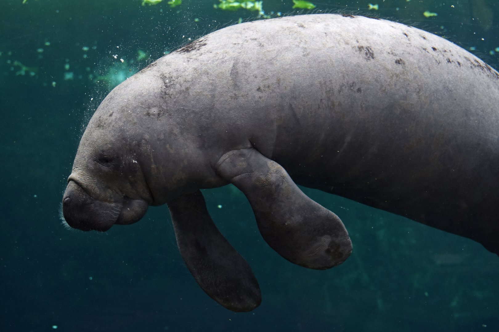 Antillean Manatee (Trichechus manatus)