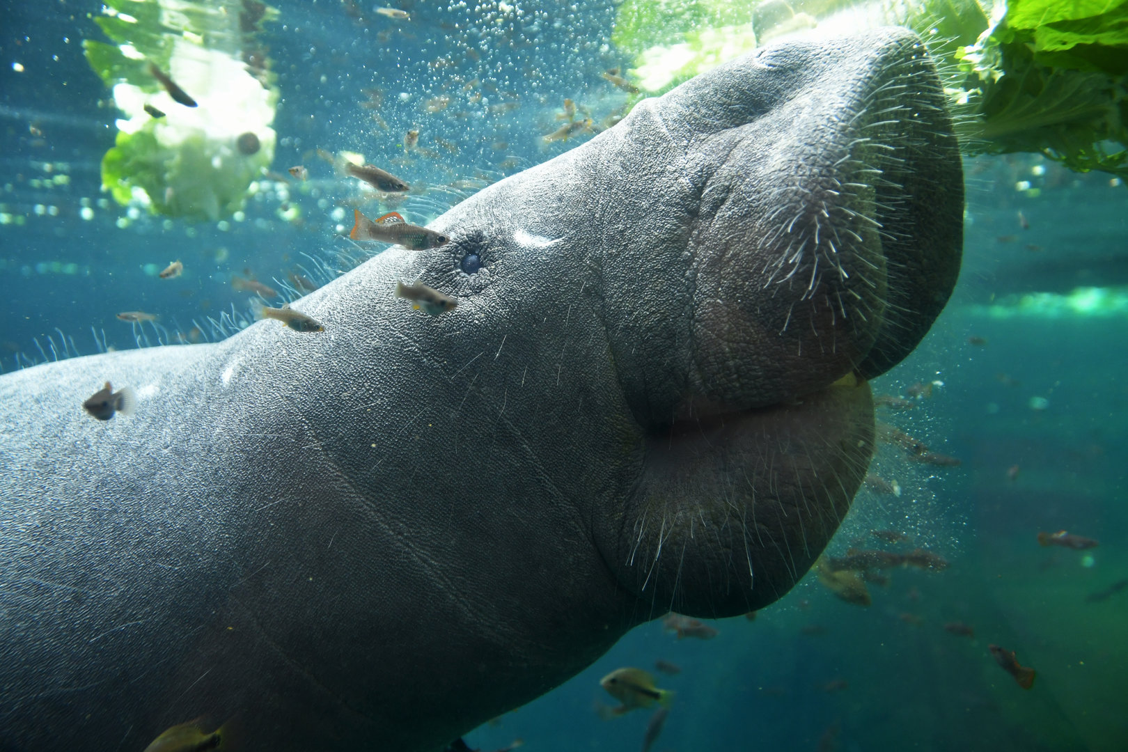 Antillean manatee (Trichechus manatus)