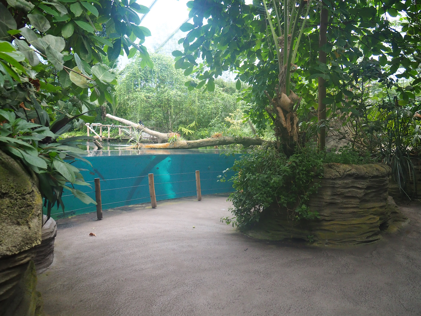 Antillean manatee underwater viewing area, 2023-10-07