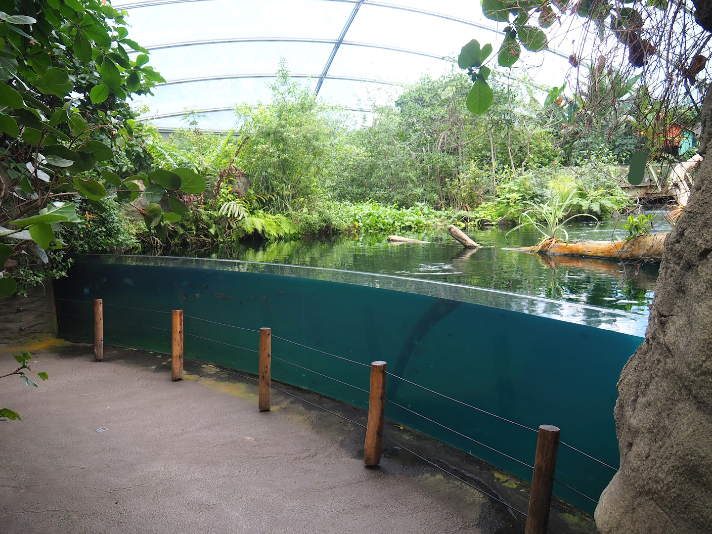 Antillean manatee underwater viewing area, 2023-10-07