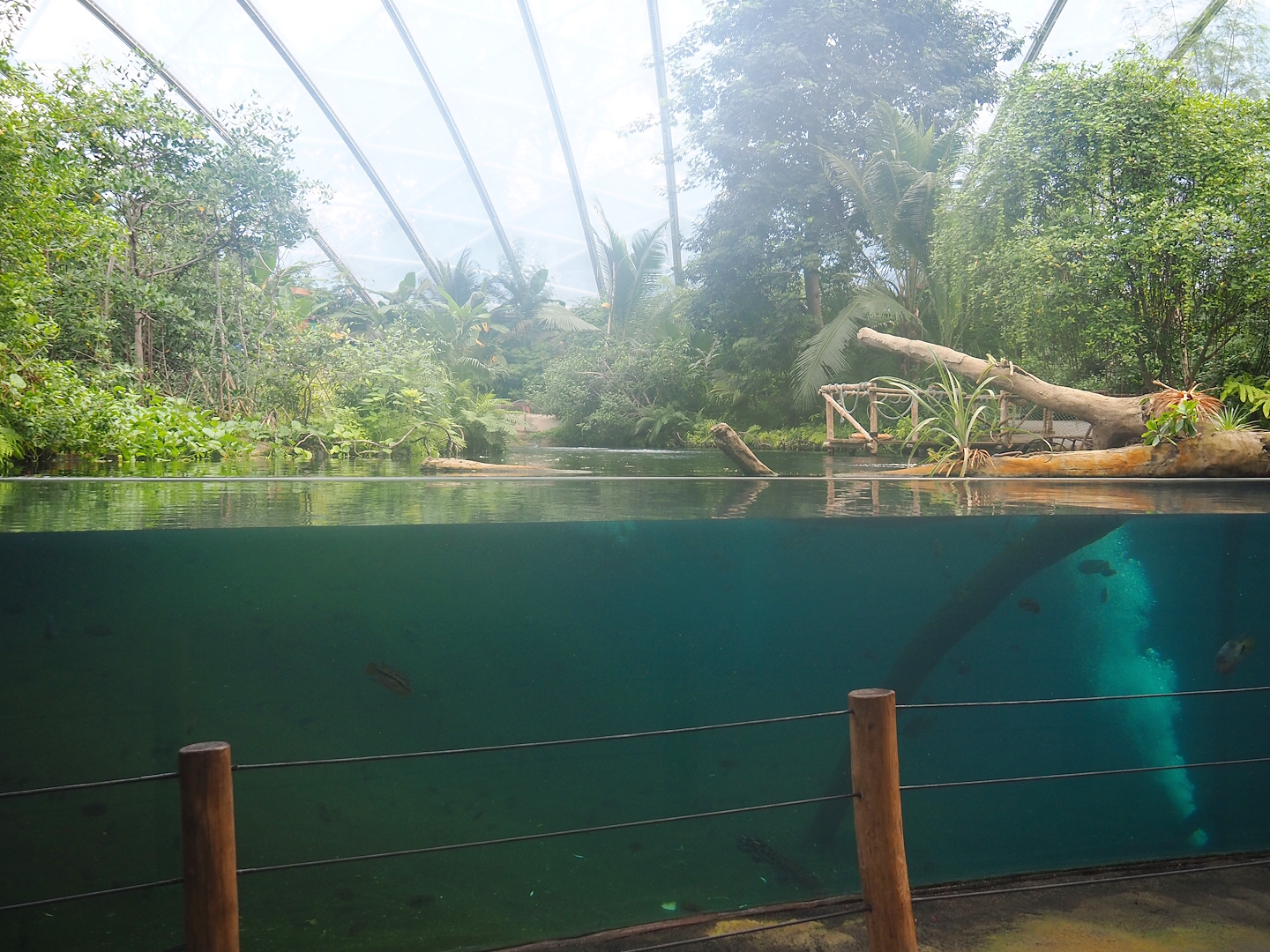 Antillean manatee underwater viewing area, 2023-10-07