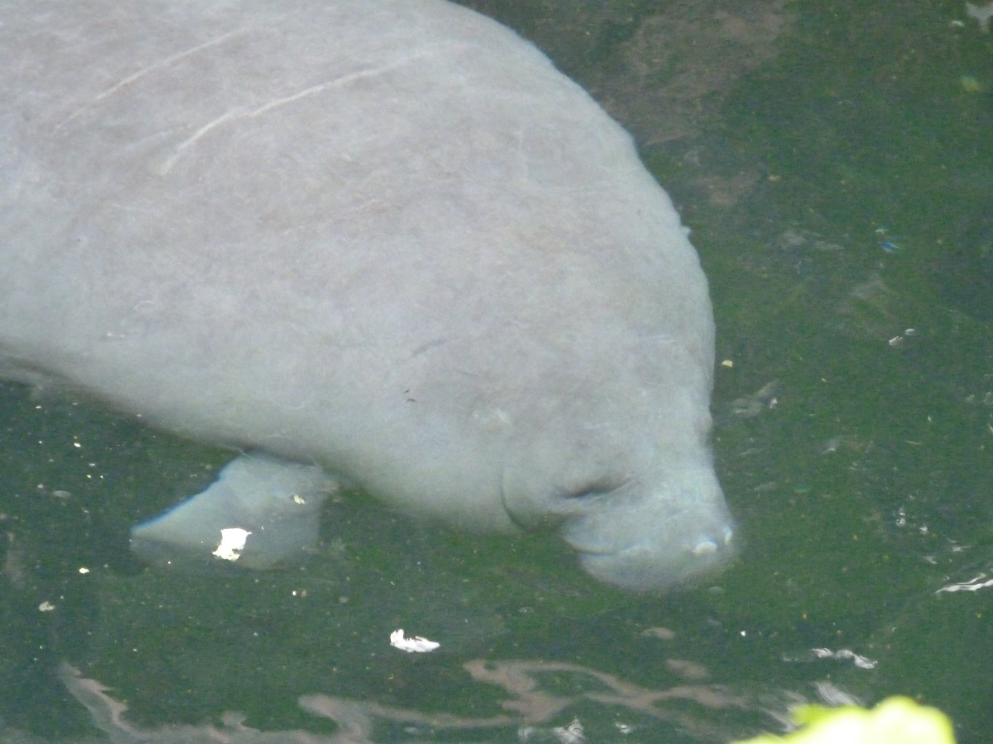 Antillean manatee -ZooParc de Beauval (2025)
