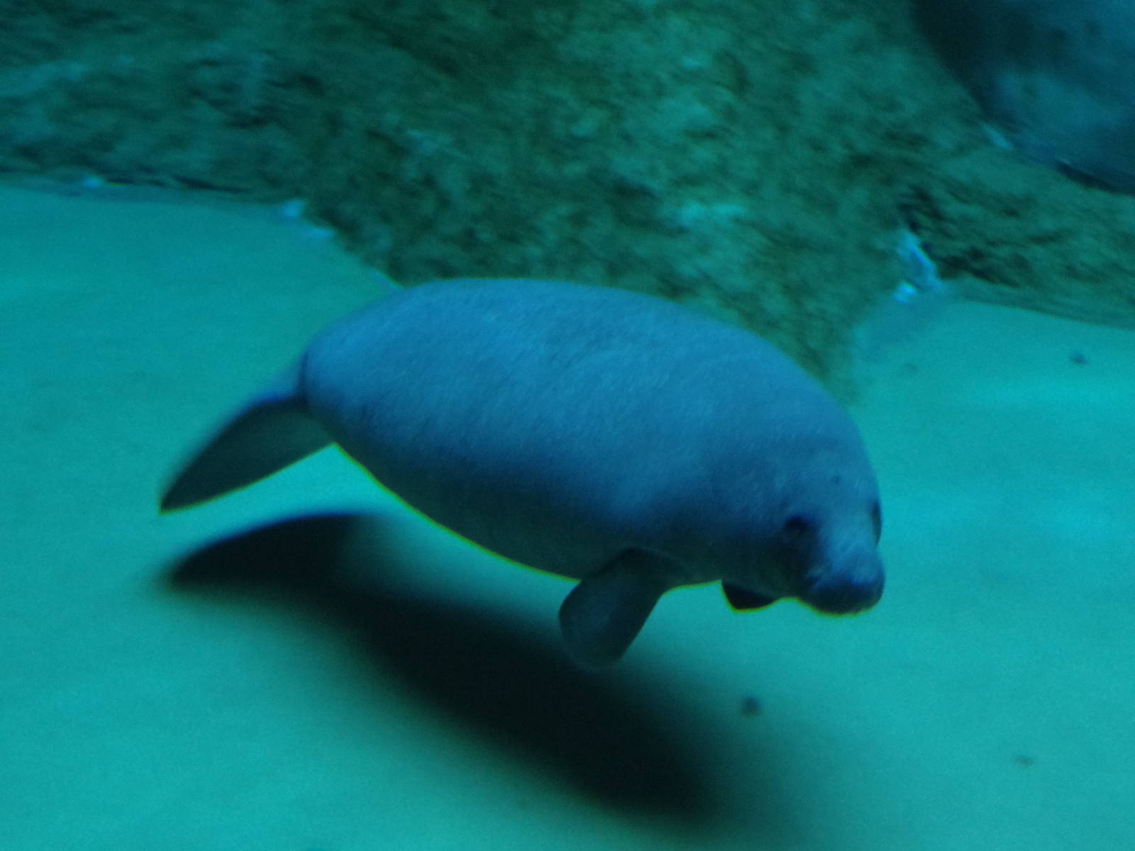 Antillean manatee