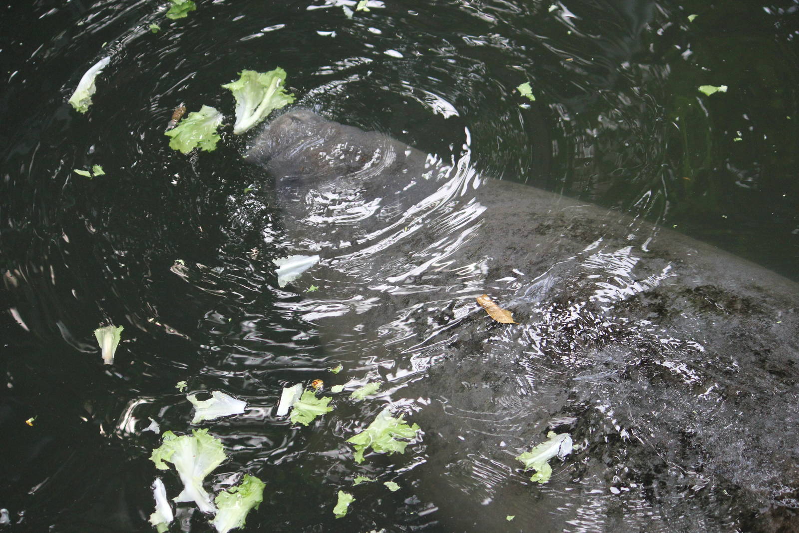 Antillean manatee