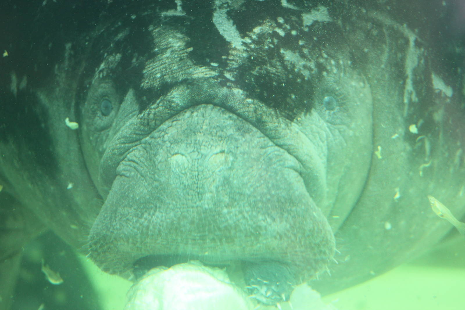 Antillean manatee