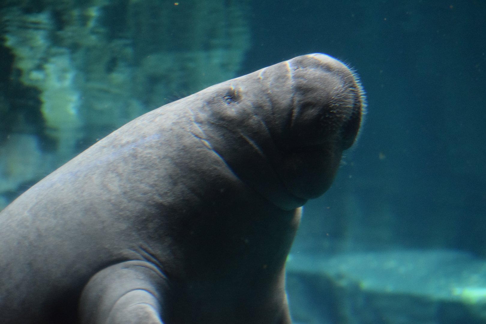Antillean manatee