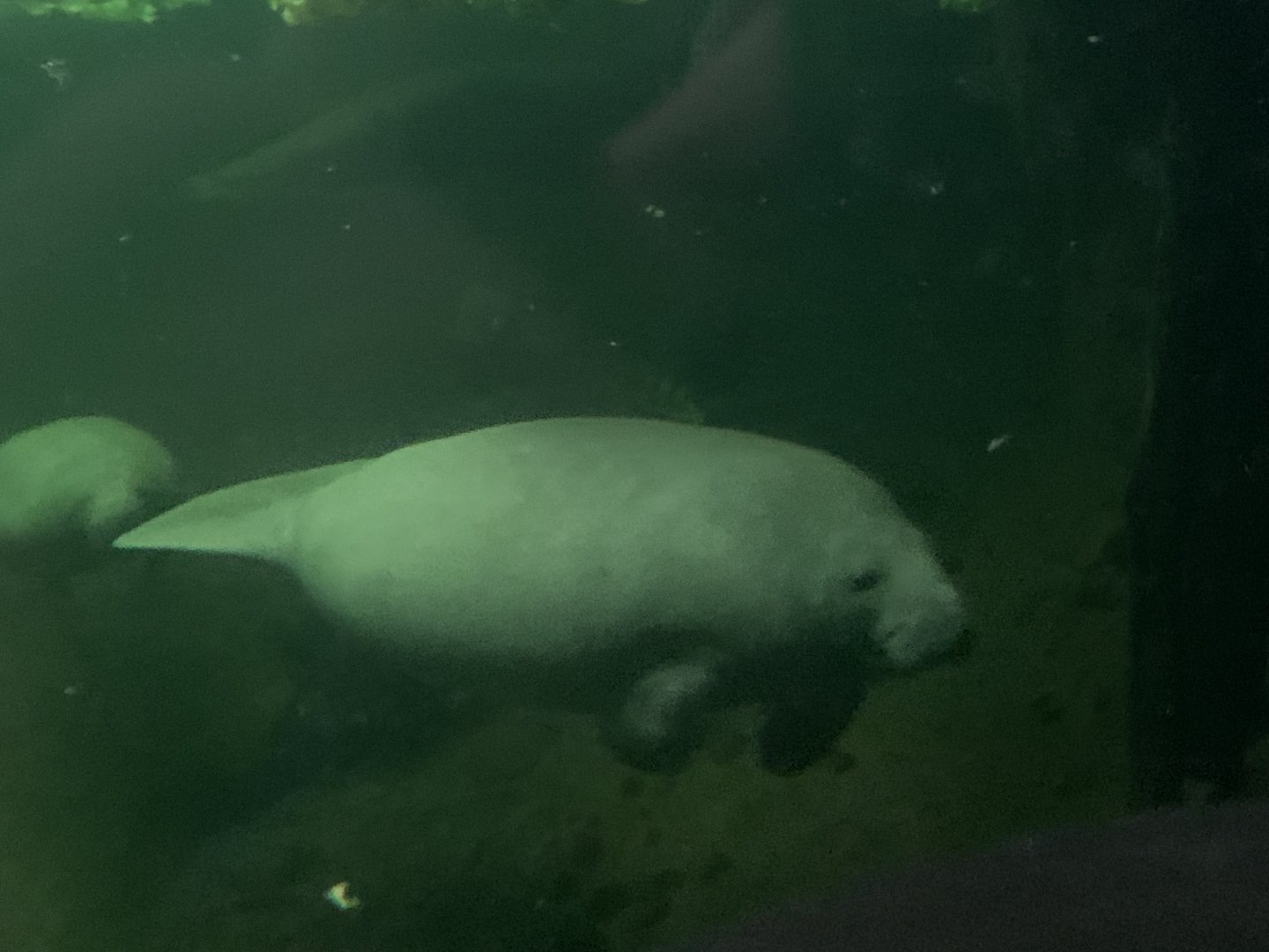 Antillean manatee